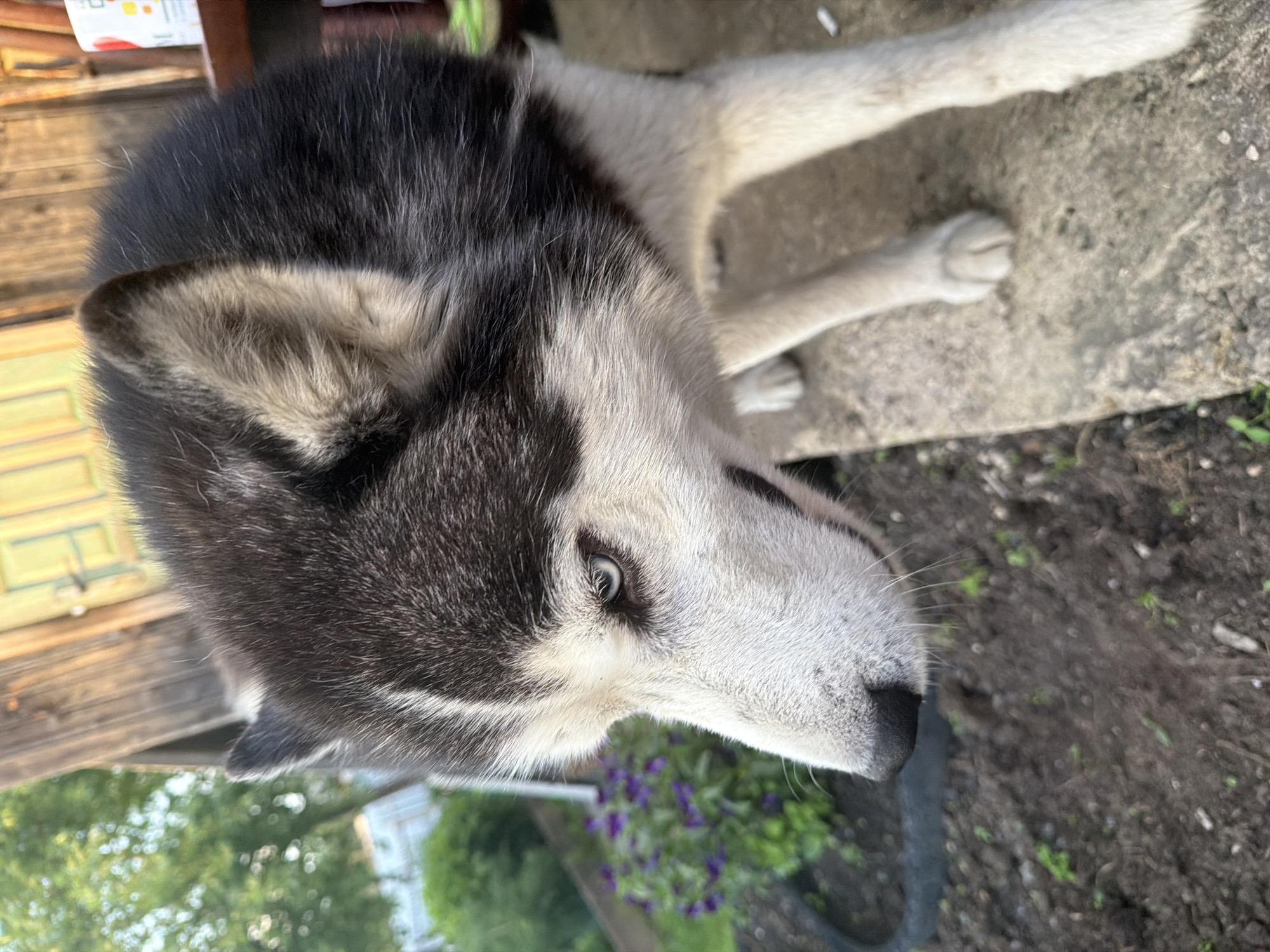 A Siberian Husky with striking blue eyes is pictured in an outdoor setting, likely a yard or garden area. The dog's black and white fur is clearly visible, with its head turned to the right, looking down. In the background, out-of-focus elements suggest a wooden structure, green foliage, and a patch of purple flowers. The ground in the foreground appears to be dark soil with some scattered small green plants. The dog is standing on a rough, light-colored surface, possibly concrete or stone. There are no people visible in the image. The lighting suggests it is daytime, with natural light illuminating the scene.