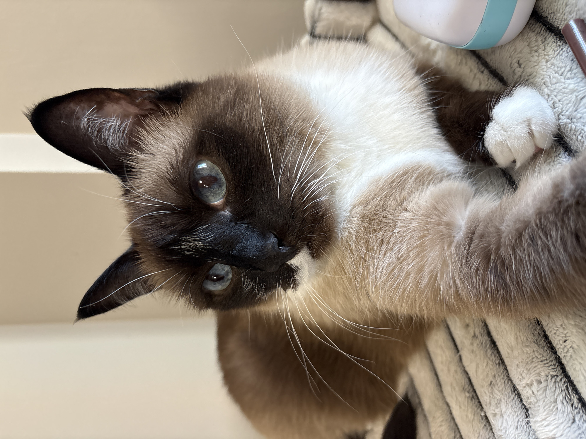 A close-up, head-on shot captures a Siamese cat lying on a textured blanket. The cat has striking blue eyes and distinctive dark brown markings on its ears, face, and paws, contrasting with its lighter brown and white fur. Its whiskers are prominent and white. The background is a plain, light-colored wall. To the right of the cat, a small, rounded object with a light blue band is partially visible, along with a dark reddish-brown cylindrical object. The scene is indoors and appears to be a domestic setting. There is no discernible connection to the city of Izhevsk, Russia, or any specific location within it.