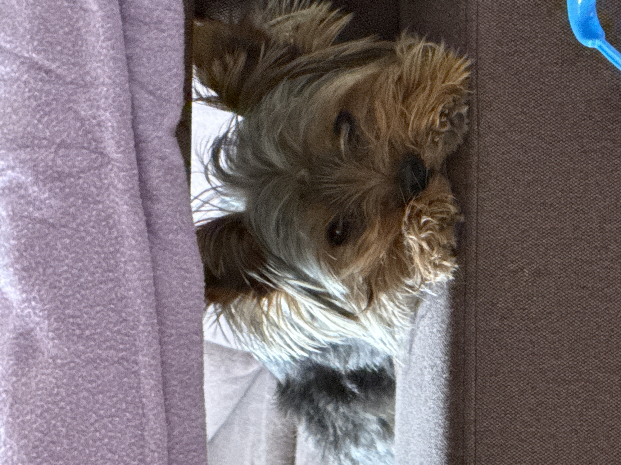 A small, long-haired dog with brown and gray fur is peering out from a space between a folded purple blanket and a brown couch. The dog appears to be facing the viewer. A small, blue object is visible in the upper right of the frame. No information is present in the image that would suggest that the image was taken in Varna, Bulgaria.