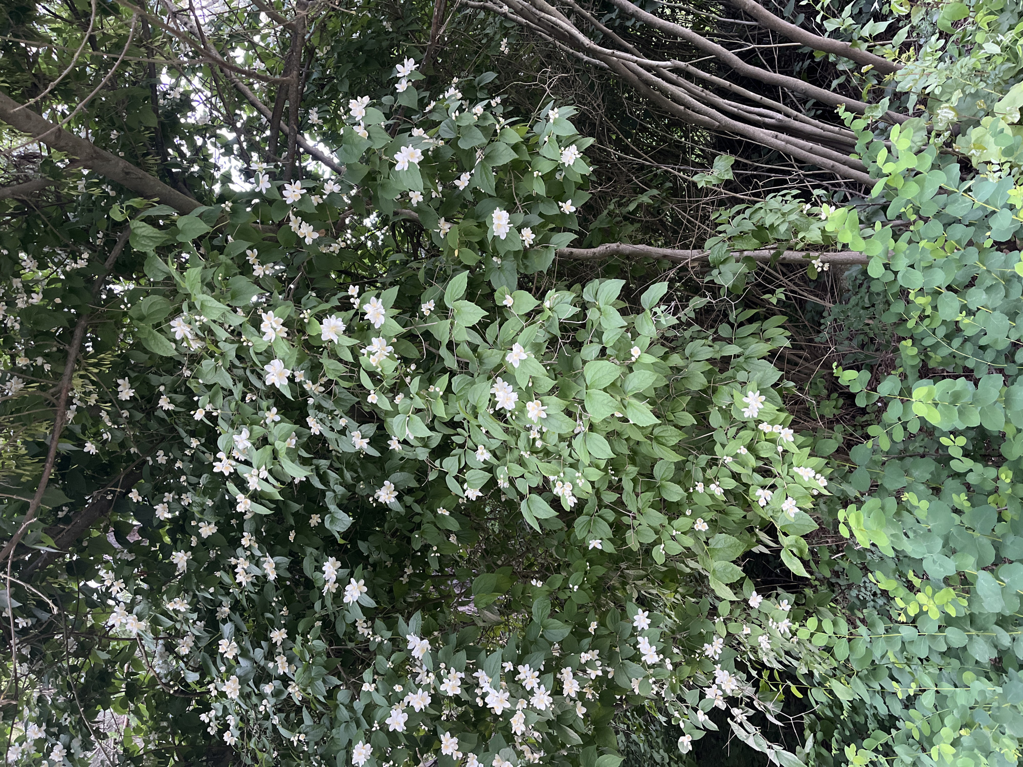 The image shows a dense bush with numerous small white flowers and green leaves. The bush is situated in an outdoor setting, with branches and more foliage visible in the background. To the right of the bush, several slender, upright tree trunks are present, and the ground below is covered in green undergrowth. The scene appears to be located in a garden or a natural area within the city of Dobrich, Bulgaria.