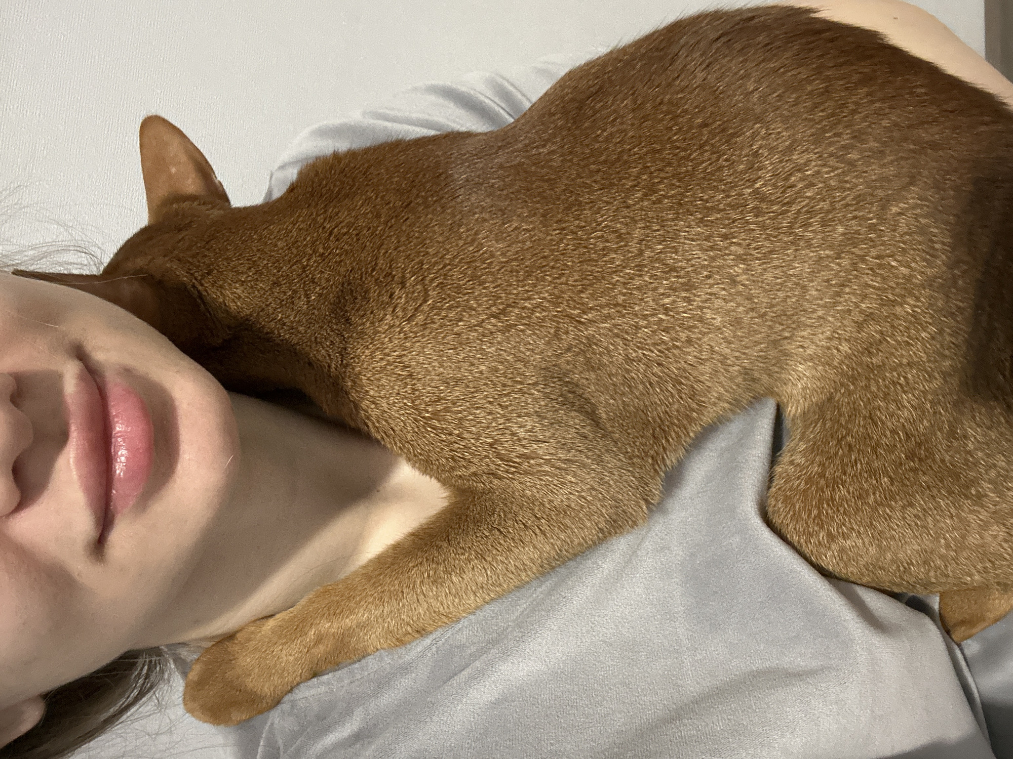 A reddish-brown Abyssinian cat is resting on a person who is lying on their back. The person's face is visible, specifically their lips, cheek, and part of their forehead. The cat is positioned across the person's chest and neck. Both are on a light grey surface, likely a bed or couch. The background is a plain, off-white wall. The scene does not provide enough information to locate it in Kazan, Russia, or even to confirm that it is in Russia at all.