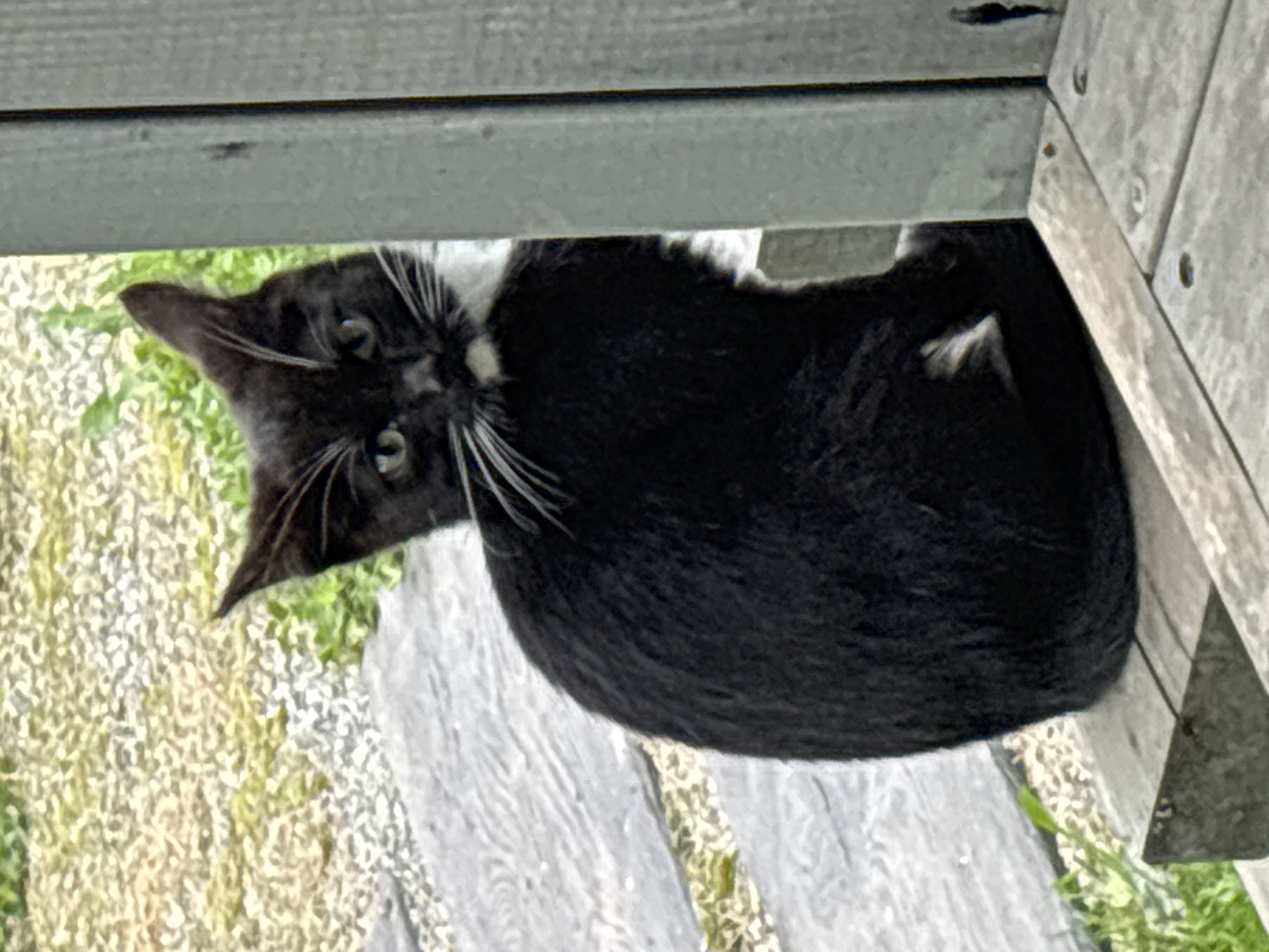 A black and white cat is perched on a wooden surface next to a gray vertical structure. The cat is facing away from the camera and looking back over its shoulder with its head turned to the left. Its left ear is pointed upwards, and its right ear is slightly flattened. The cat has green eyes, white whiskers, and a white patch on its chest and chin. The wooden surface appears to be a deck or porch, with planks visible. The background is blurred but suggests an outdoor environment with gravel and greenery. The scene is captured in Zvenigorod, Russia.