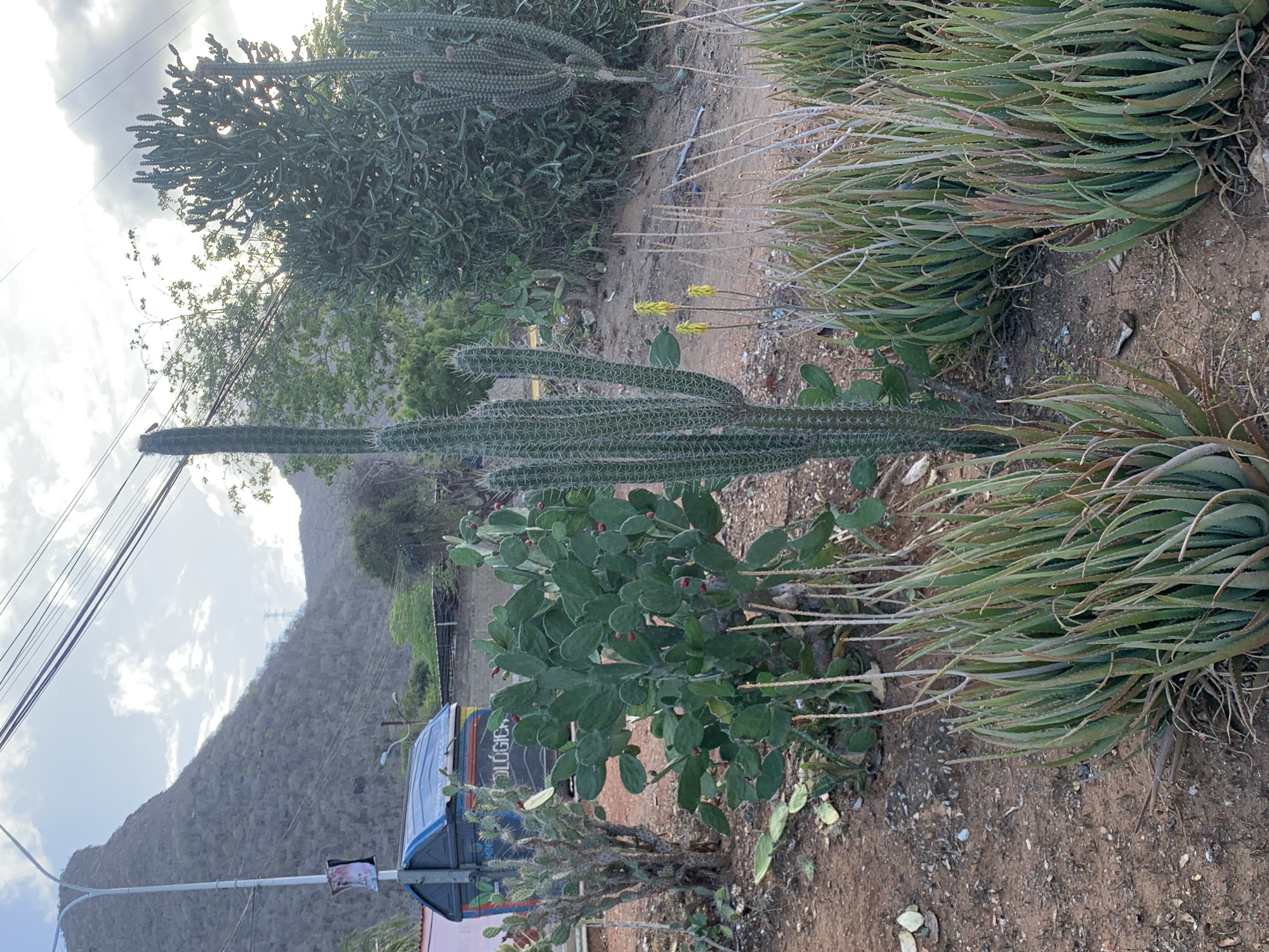 The image depicts a collection of various cacti and aloe vera plants in an outdoor setting, likely in El Valle del Espíritu Santo, Venezuela, given the mountainous terrain and arid vegetation visible in the background. In the foreground, several clumps of aloe vera plants with long, succulent leaves are arranged in a row. Behind them, a tall, slender columnar cactus stands prominently. To the left and right of this cactus are other types of cacti, including prickly pear cacti with flattened pads and smaller, spiny varieties.
In the mid-ground, a blue and black recycling bin with colorful graffiti is positioned near a pink building. The bin has text that appears to read "ECOLÓGIC". Several other plants, including more prickly pear cacti with red fruit-like structures, are interspersed throughout the scene.
The background reveals a steep, rocky mountain slope covered in sparse vegetation, characteristic of a dry climate. Overhead, power lines stretch across the sky, and the light suggests it is late afternoon or early morning. The ground is composed of reddish-brown soil with scattered pebbles and dried plant debris. The overall impression is a semi-arid landscape with a mix of cultivated and native desert plants.