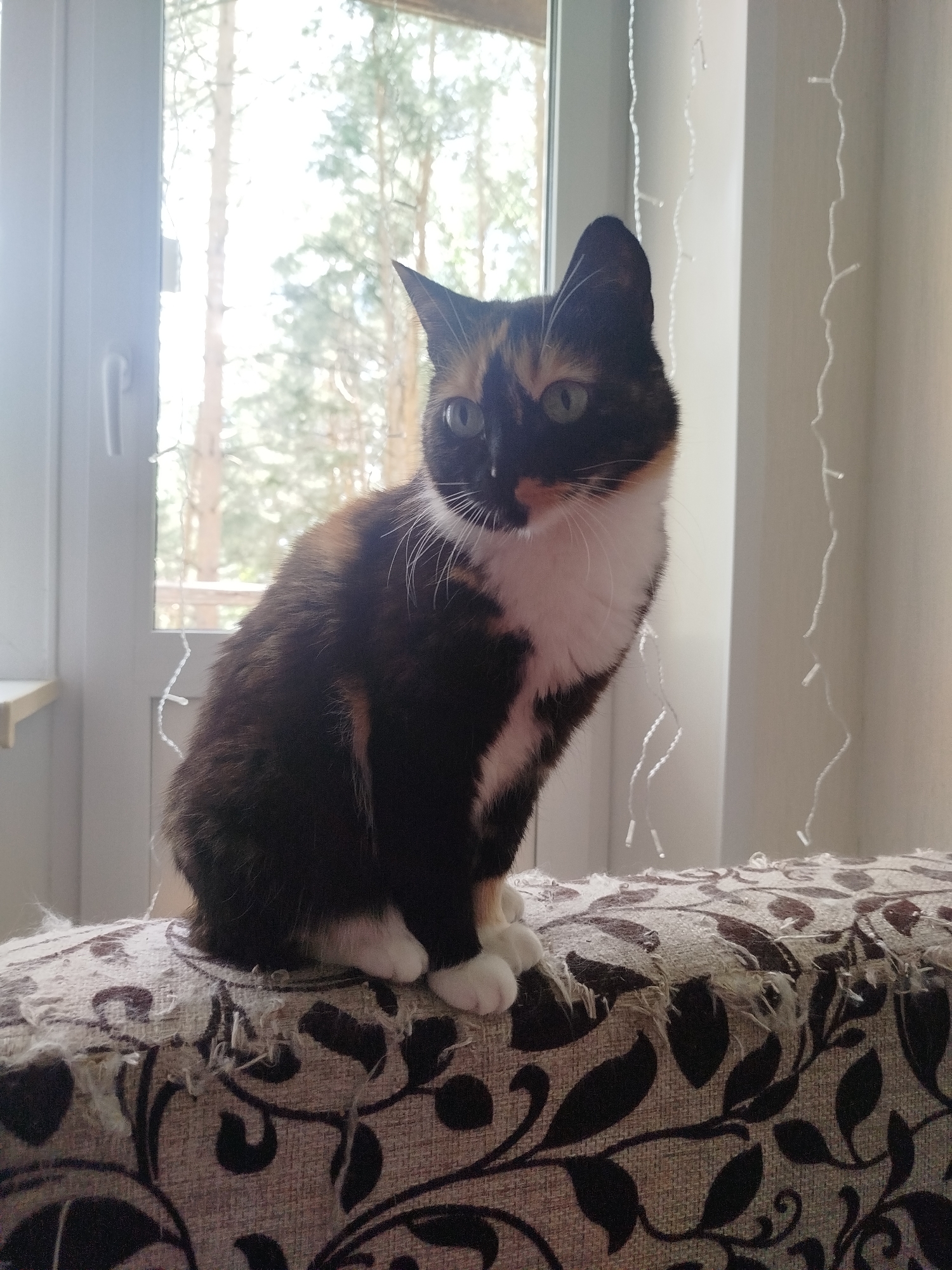 An indoor full shot shows a calico cat sitting on a damaged patterned sofa. The cat, facing right, has black, orange, and white fur, with green eyes. It is positioned in front of a window with a view of trees. White string lights hang on the right side of the frame. The sofa's upholstery is torn and frayed.