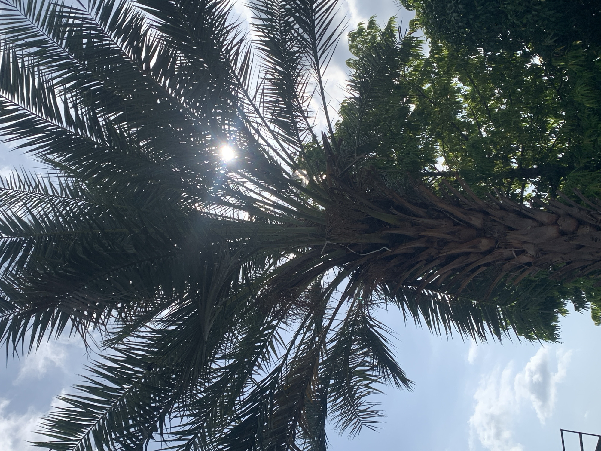 An upward shot of a palm tree on a cloudy day. Sunlight is filtering through the palm fronds, creating a lens flare effect. The palm tree trunk is brown and rough, with some dead fronds hanging down. In the background, there are green leafy trees. The sky is blue with white clouds.