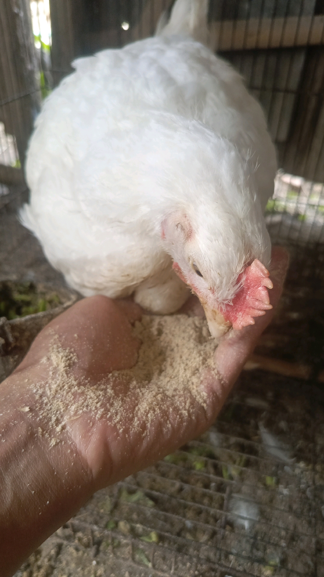 A close-up, outdoor, eye-level shot captures a white chicken being hand-fed in a cage. The chicken's head is bowed as it pecks at feed sprinkled on an open human hand. The chicken's beak is bright pink and serrated, and its eyes are visible. The hand holding the feed is positioned in the foreground, and its skin texture is discernible, with some feed dust adhering to it. The background shows the interior of a cage with a wire mesh floor, and some green matter and debris are scattered on the floor. The overall lighting is natural, suggesting it is daytime. The scene is consistent with a farm or backyard chicken enclosure.