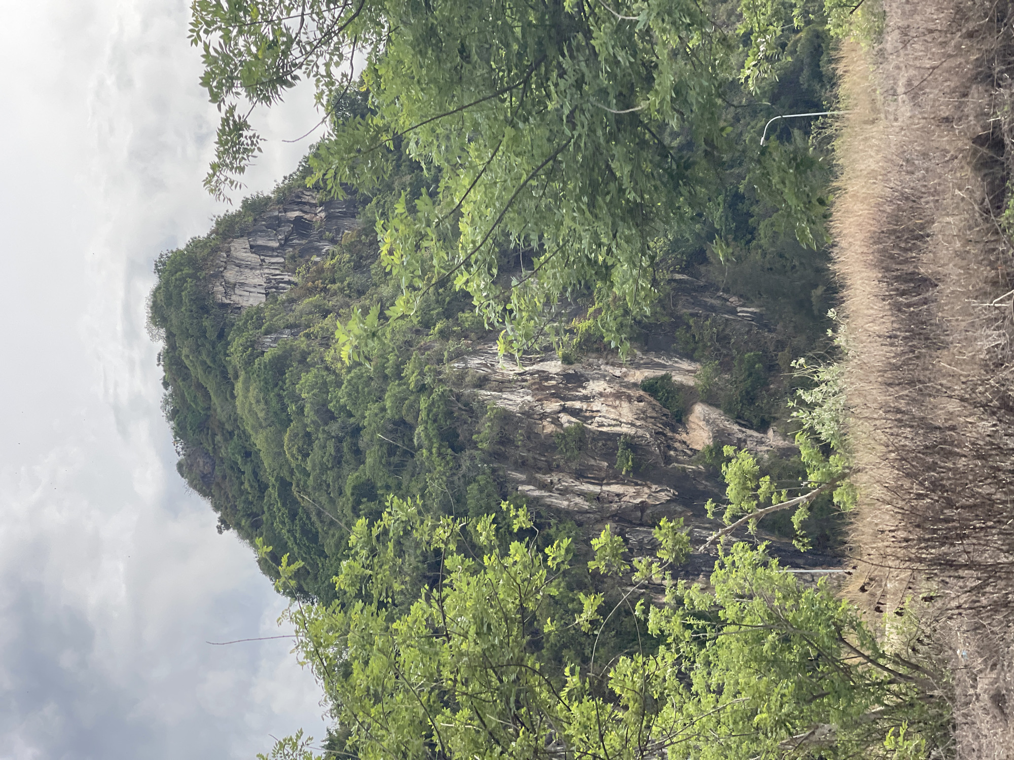 A full shot captures a towering, rugged mountain covered in dense green foliage, dominating the center of the frame. The mountain's rocky face is visible, characterized by vertical striations and lighter colored sections. In the foreground, dry, brown grasses and brush create a textured layer, with several small, dark birds perched on thin, brown stems. To the left and right, vibrant green trees with lush leaves frame the mountain, partially obscuring its lower sections. A solitary white lamppost stands amongst the dry grasses towards the right of the image. The sky above is overcast with a muted gray hue.
