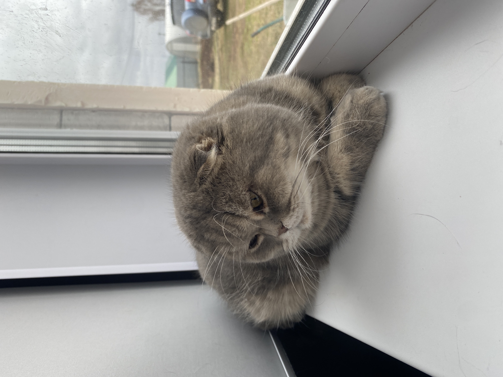 A light grey, short-haired cat, appearing to be a Scottish Fold due to its distinctive folded ears, is resting on a white windowsill. The cat is positioned on its side, with its head turned to look downwards and slightly towards the viewer. Its yellow-green eyes are open, and long white whiskers fan out from its muzzle. The cat's fur shows subtle darker grey stripes, especially on its head and body.
The setting is an indoor windowsill facing a window, through which an outdoor scene is visible. The sky is overcast and bright, indicating daytime. Outside, the landscape appears somewhat muted; patches of light brown ground are visible, suggesting an early spring or late autumn season. In the background, there are faint outlines of what could be distant structures or vegetation, and a dark hose is discernible on the ground. The window pane has some minor smudges. The windowsill itself is clean and white.
The cat appears relaxed and observant, enjoying its perch. The overall atmosphere is quiet and domestic, with a glimpse of a subdued external environment in Noviy, Russia. There is no visible text in the image.