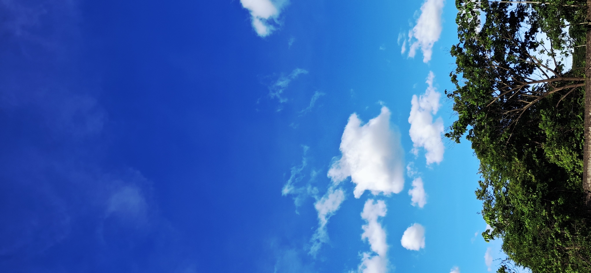 This image depicts a bright, clear sky with scattered white cumulus clouds, typical of a sunny day. The lower portion of the frame is dominated by a dense canopy of lush green trees. The trees appear to be mature and are growing along a low, weathered concrete wall or barrier. The overall scene suggests an outdoor environment, possibly a park, residential area, or the outskirts of a town. The specific location in Vallecito, Venezuela, implies a tropical or subtropical climate given the vibrant greenery and the sky conditions. No people, animals, or specific man-made structures beyond the wall are visible in the image. The composition is vertical, with the sky occupying the majority of the frame and the trees forming a horizontal band at the bottom.