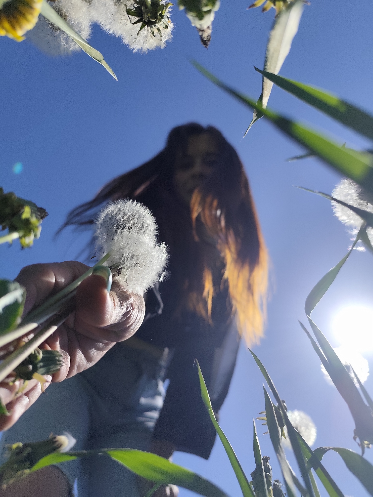A low-angle shot features a person holding dandelions against a bright blue sky. The person has long, auburn hair that appears to be sunlit. The hand holding the dandelions is in focus, with a mix of fully bloomed and unopened flower heads. Tall blades of grass frame the bottom of the image, obscuring some of the view of the sky. The person is slightly out of focus. Given the location of Chaikovsky, Russia, it is likely taken in a field.
