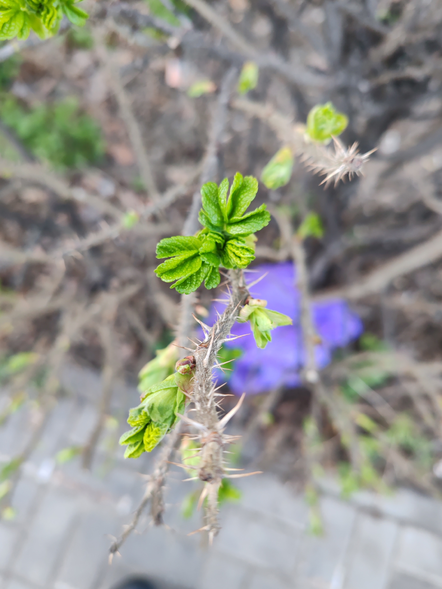 A close-up shot captures a thorny stem with budding green leaves, likely of a rose bush, amidst a blurred background. The branch, covered in sharp spines, supports newly emerging leaves at its nodes. A splash of blurred purple, possibly from a discarded object, is visible in the background. The location is Saint Petersburg, Russia.