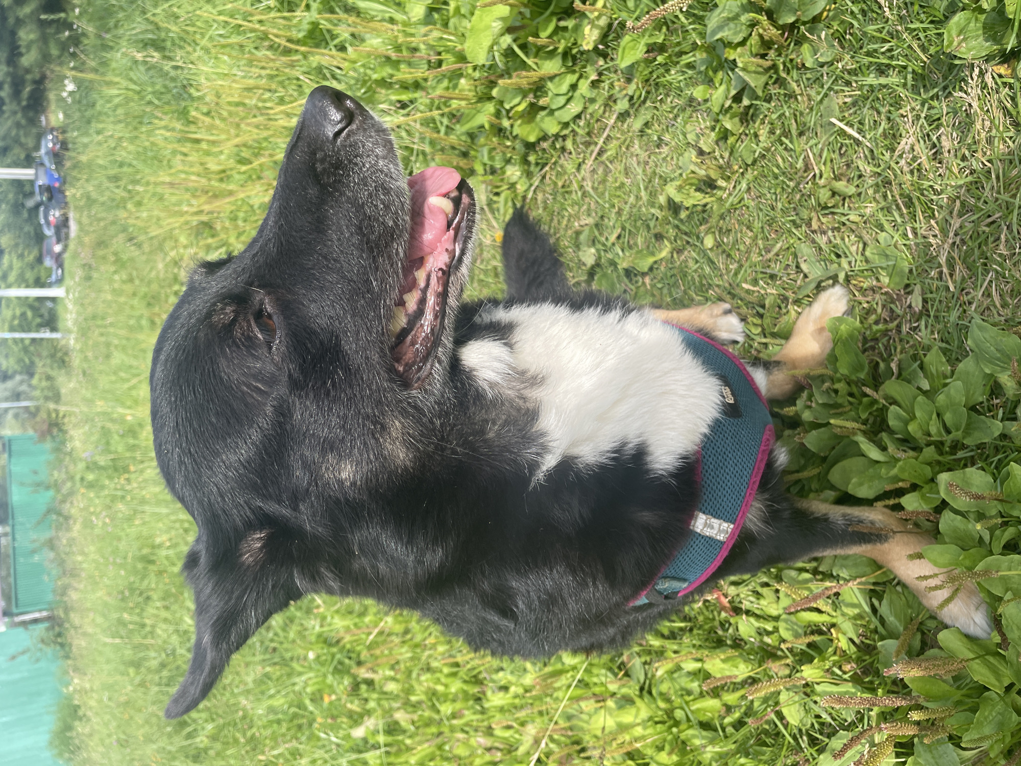 A black and tan dog with a white chest is sitting in a grassy field in Krasnogorsk, Russia. The dog is wearing a teal harness with pink trim. The field is lush with green grass and some wildflowers. In the background, there is a green fence and a few cars parked on a road. The dog is looking to the right with its mouth open and tongue hanging out. The lighting suggests it is daytime and sunny.