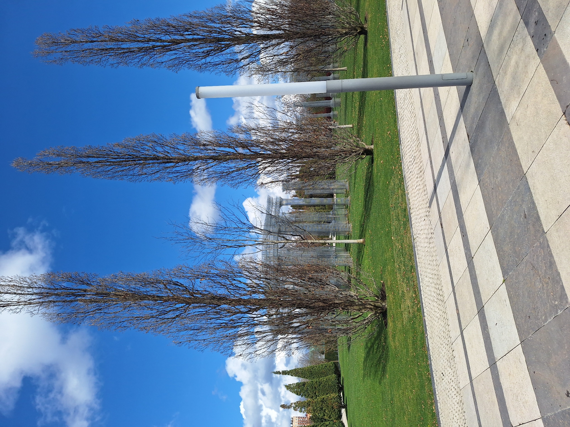 The image captures a scene in a park on a day with a bright blue sky and scattered white clouds. Three tall, slender trees with bare branches stand in a row. A long, cylindrical light fixture is mounted on a pole in the foreground. A green lawn stretches between the trees and a striped walkway made of light and dark stone slabs. In the background, a structure resembling an arbor or pergola is visible, and further back, there is a glimpse of a building among evergreen trees.