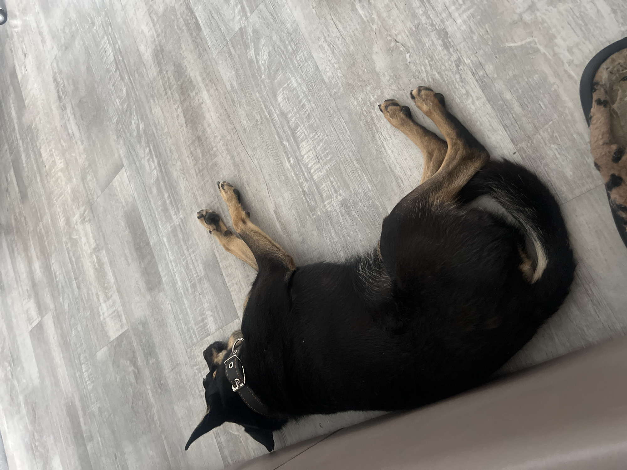 The image depicts a black and tan dog lying on a grey, plank-style floor. The dog is curled up, with its head facing the lower left of the frame and its tail towards the upper right. The dog is wearing a black collar with silver hardware. A brown slipper is visible in the upper right corner of the image. The scene is indoors. The location is Unknown, Unknown.