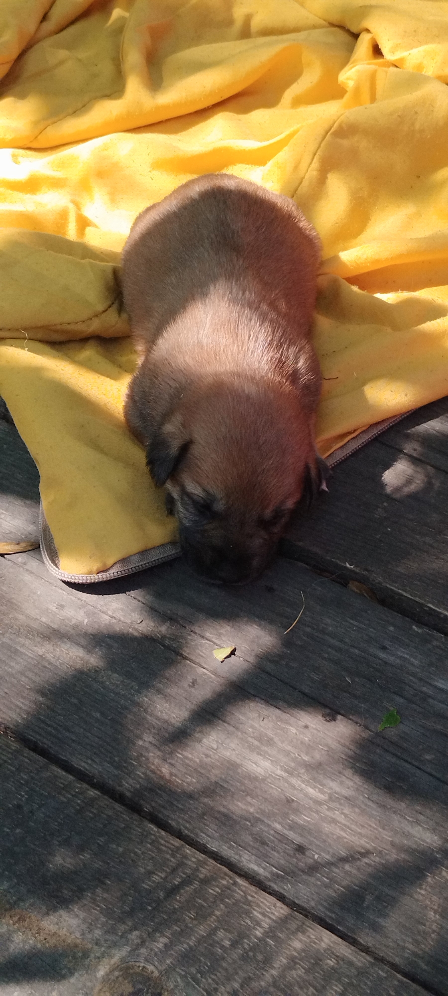 A small, light brown puppy is sleeping on a yellow cloth. The cloth is on a weathered wooden surface. The sun is casting shadows on the puppy and the wood. There is no indication of the location in Yaroslavskaya, Russia.