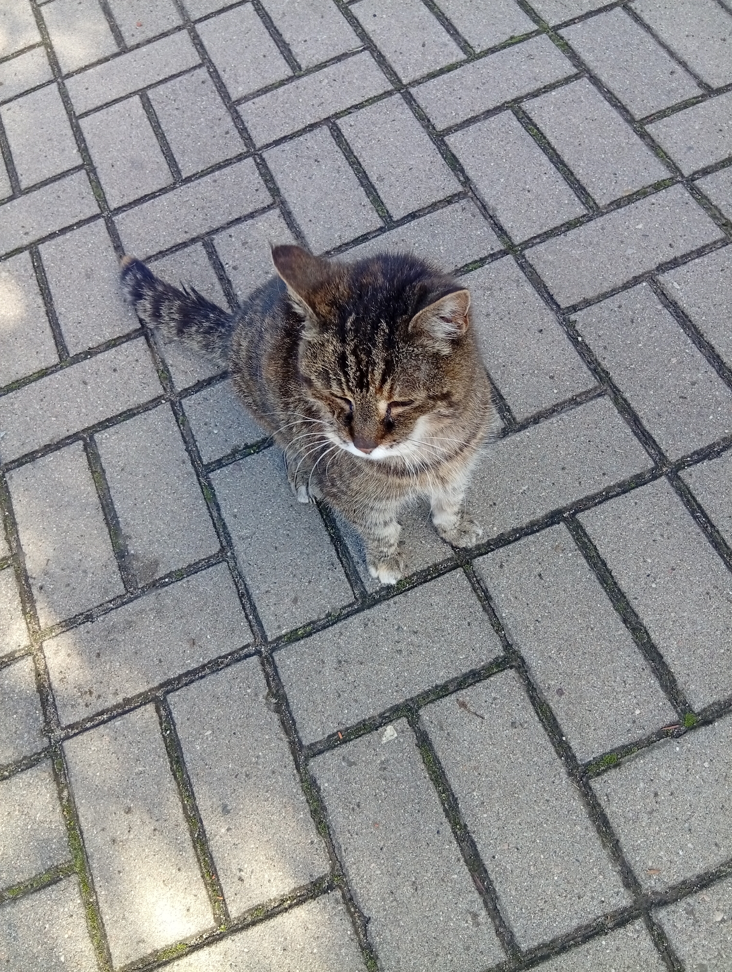 A tabby cat is sitting on a paved surface composed of rectangular gray bricks. The cat is facing downwards with its eyes closed. Its fur is a mix of brown, black, and gray stripes, and it has white whiskers. The cat's tail is curled around its body. Sunlight is casting shadows on the pavement, creating a dappled effect. The scene appears to be outdoors.