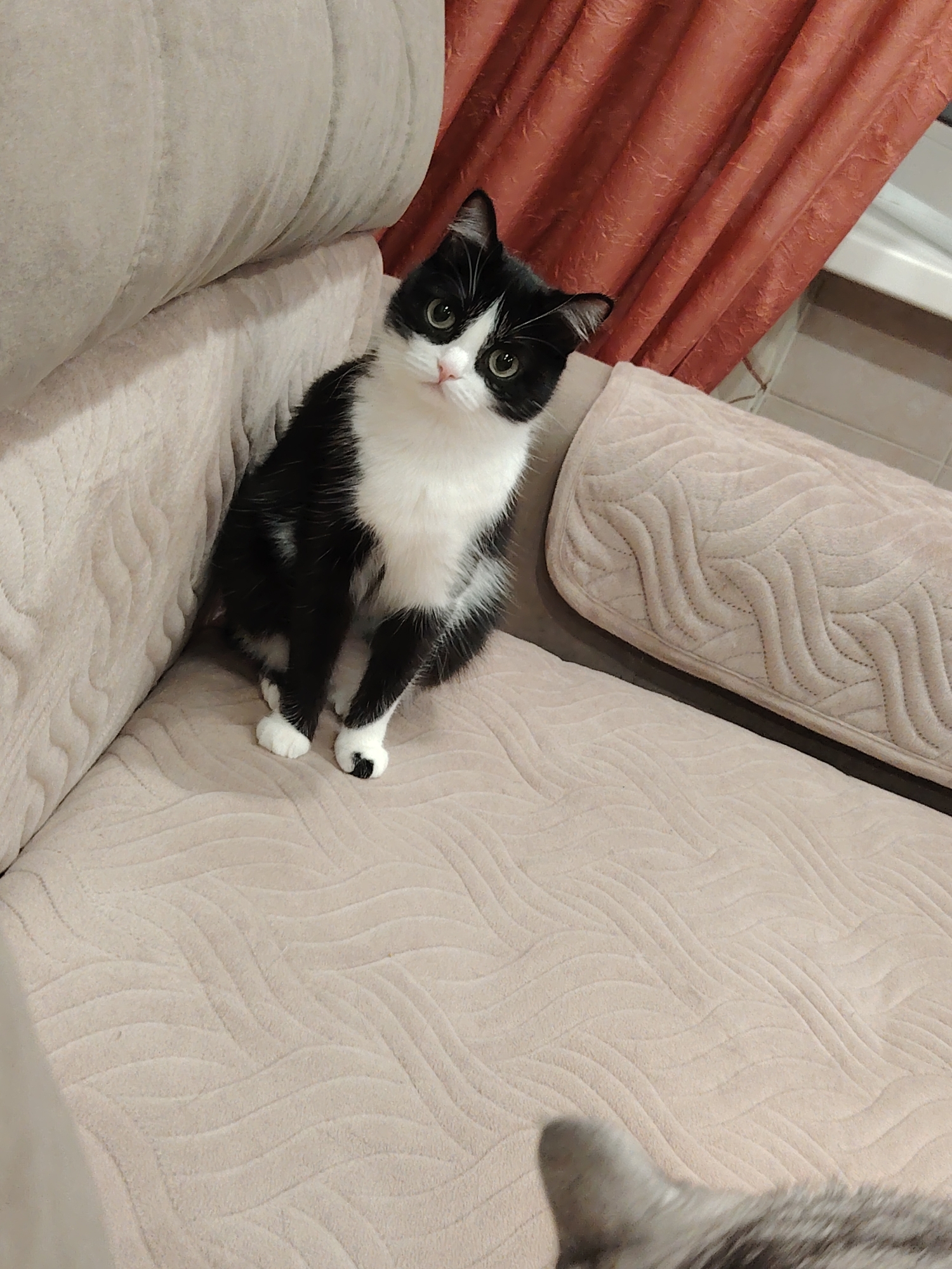 A black and white cat with green eyes sits on a light beige, quilted sofa. The cat is looking directly at the camera. Behind the sofa, a reddish-orange curtain is visible, and to the right, a white bathtub is partially in view. The scene appears to be indoors.