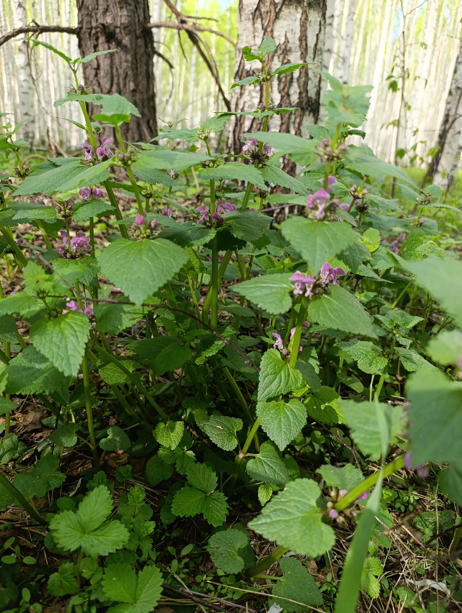 The scene is a forest floor, likely in a wooded area within Unknown, Unknown. The foreground features a cluster of green plants with heart-shaped leaves and small, purple flowers. The plants appear to be growing in a natural setting amidst fallen leaves and other ground cover. In the background, there are several tree trunks, including a large, dark-colored one and numerous thinner, light-colored ones that are possibly birch trees. The overall environment suggests a forest or park setting. There are no people visible in the image.