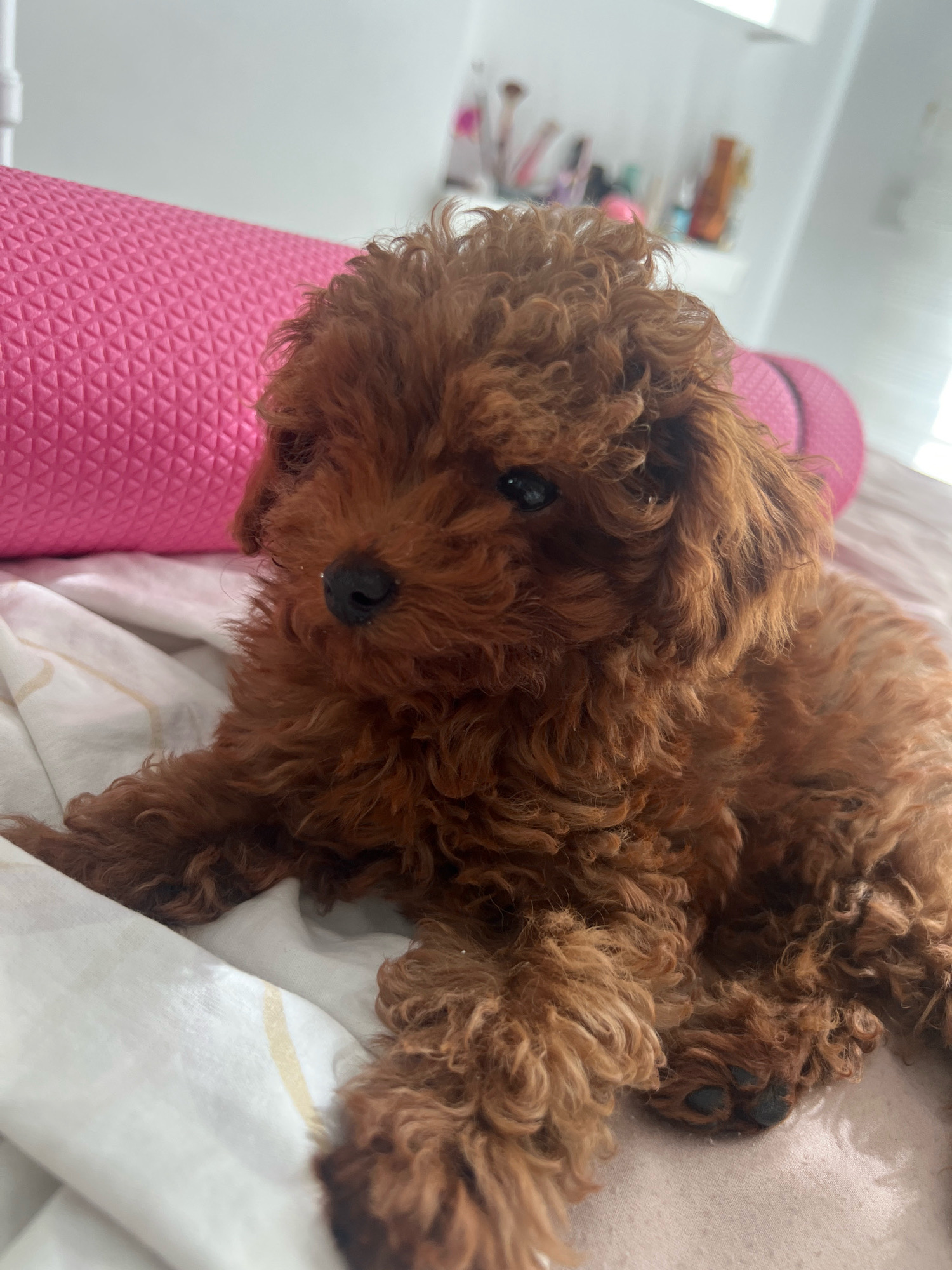 A brown, curly-haired puppy, likely a poodle, lies on a white sheet with subtle yellow stripes. Behind the puppy, a bright pink, textured yoga mat is visible. In the blurred background, a white dresser or vanity holds various cosmetic items, suggesting an indoor setting within a residential or personal space. The image does not provide any information regarding the city of Alanya, Turkey.