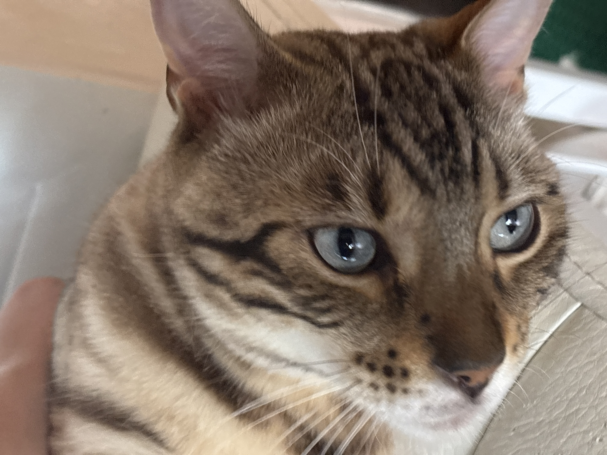 A close-up, low-angle shot shows a domestic cat with blue eyes and brown tabby markings. The cat is lying on a light-colored surface, possibly a sofa or chair. The background is blurred, with hints of a light-colored wall and a green object. The cat's head is turned towards the viewer, with its fur visible in detail. The image does not contain any identifiable landmarks or clues to suggest a specific location in Noviy, Russia.