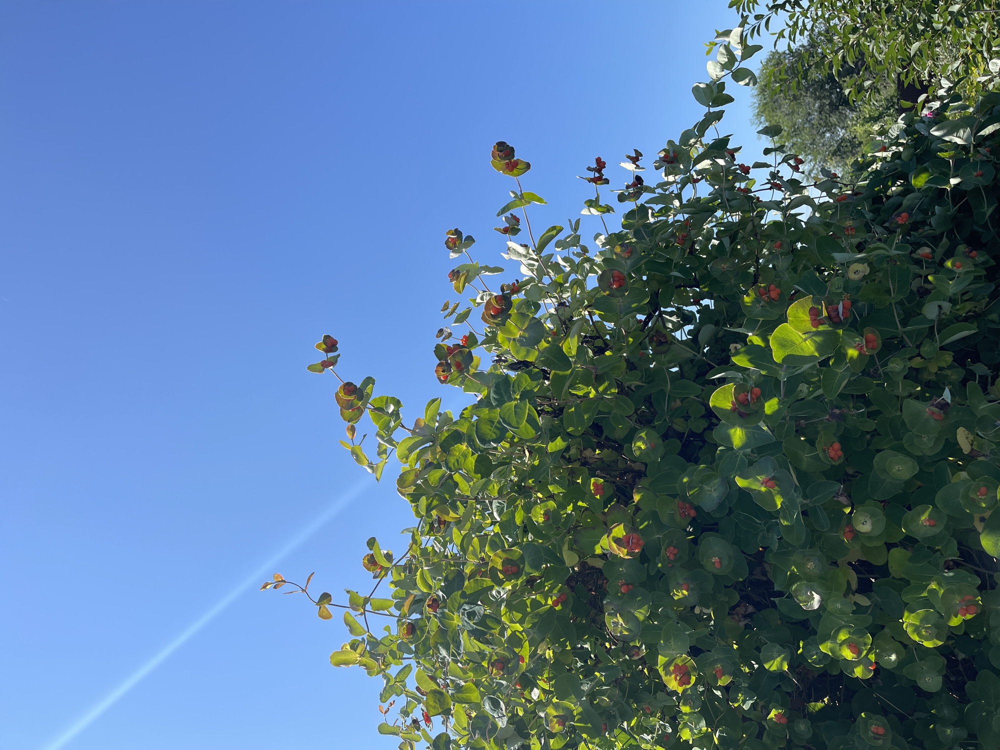 A bright, sunny day is captured in this image, with a clear blue sky dominating the upper portion. A lush green bush with clusters of small, red berries is the main subject, filling the lower and central parts of the frame. The bush's leaves are a vibrant green, some showing hints of yellow or red at the edges, and the berries are scattered throughout, adding pops of color. Sunlight streams down from the upper left, creating bright highlights on the leaves and berries, and casting some shadows within the dense foliage. In the background, out of focus, a few trees are visible, suggesting an outdoor setting, likely in a garden or park. The overall impression is one of natural beauty on a warm, clear day. This scene could be located in the village of Tatar-Kargala, Orenburg Oblast, Russia.