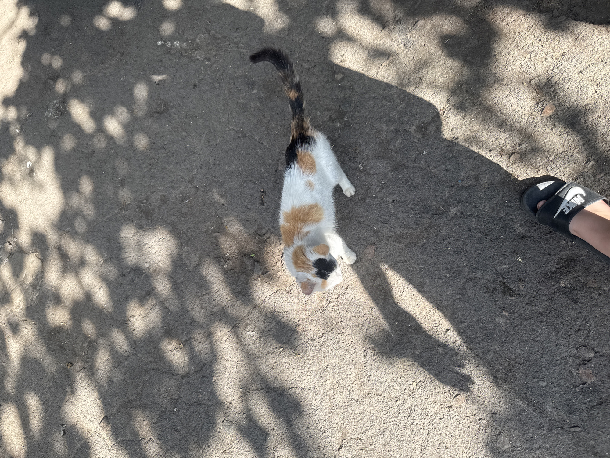 A calico cat with white, orange, and black markings is standing on a dirt or gravel surface. The cat is facing left and looking down. A human foot wearing a black Nike slide sandal is visible in the lower right corner of the image. The ground is partially covered in dappled shadows, suggesting the presence of trees or other overhead foliage. The scene appears to be outdoors. The location is identified as Bohunove, Ukraine.
