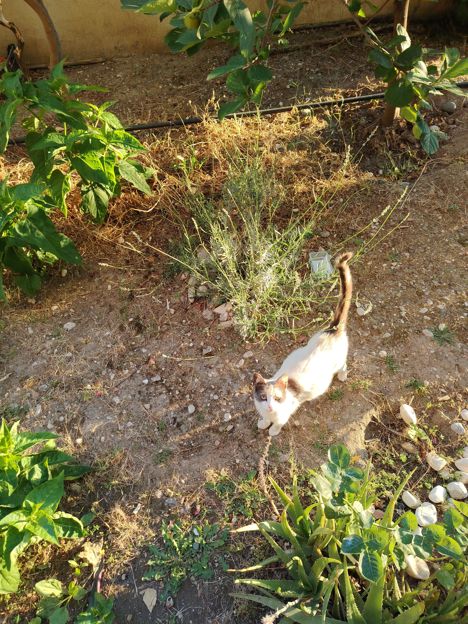 A calico cat with white, brown, and gray markings stands on dusty, pebble-strewn ground in a garden. The cat is looking up towards the camera with its head tilted slightly. Behind the cat, a thin irrigation tube runs across dry grass and low-lying green plants. To the left of the cat, a larger plant with broad green leaves is visible. In the background, a portion of a beige wall and more greenery suggest an outdoor, possibly urban, environment. The lighting indicates it is daytime, with sunlight casting shadows. The scene appears to be in Konyaaltı, Turkey, a district known for its coastal and garden areas.
