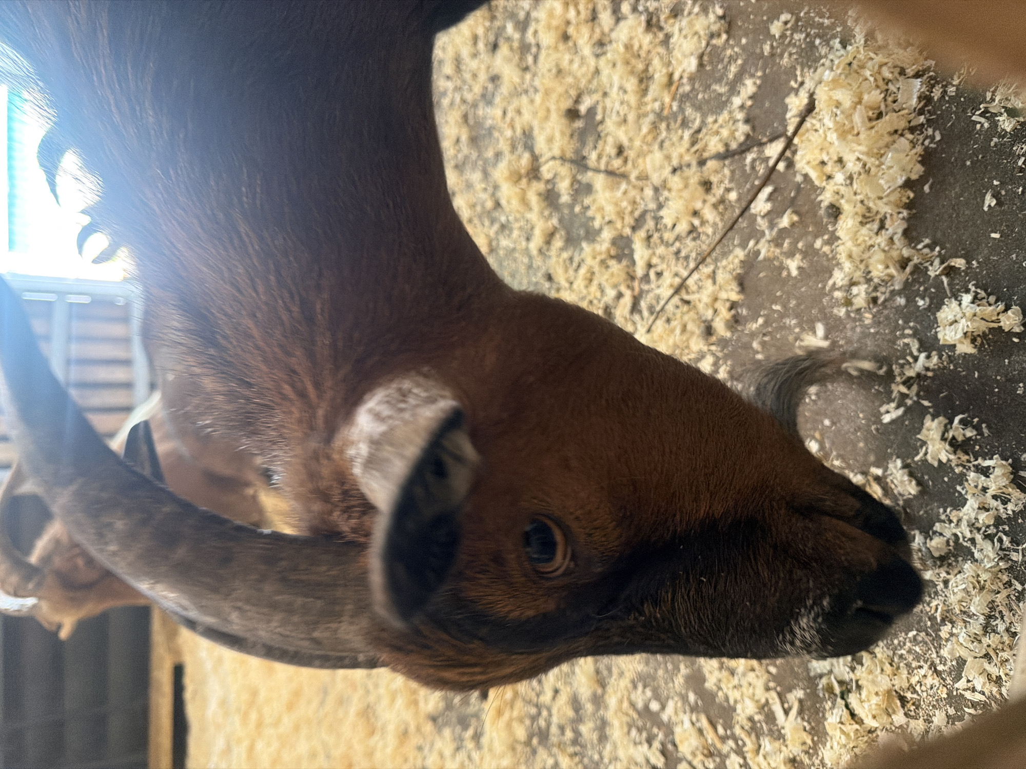 A close-up shot focuses on a brown goat's head, which is bent downwards, its nose near the ground covered in wood shavings. The goat has a prominent curved horn, and its eye is visible. In the background, out of focus, another goat is partially visible, along with a wooden structure, suggesting an enclosure or barn. The ground is a mixture of dark, possibly concrete, and a thick layer of light-colored wood shavings. The lighting suggests an indoor or shaded outdoor environment. There is no visible indication of the city of Perm, Russia, in the image.
