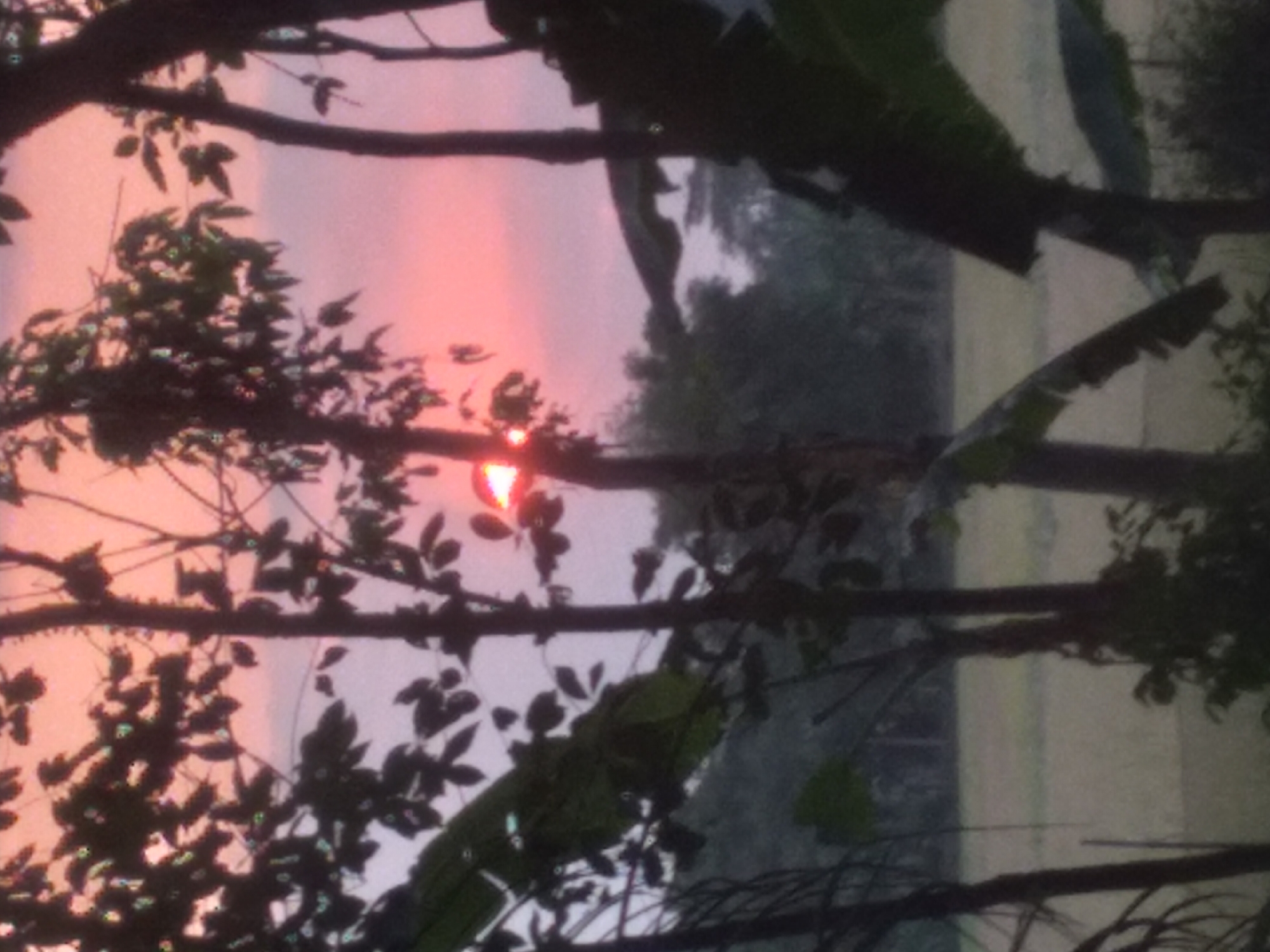 The image depicts a sunset scene with the sun partially visible behind silhouetted trees and foliage. The sky is a gradient of pink and purple hues. In the foreground, several dark tree trunks and branches are prominent, with some leaves and banana leaves visible. The background shows a muted landscape with trees and what appears to be a field or agricultural land. The overall impression is a natural, rural setting at dusk. The image is grainy and lacks sharp detail. There are no people or discernible actions occurring in the image. This scene is consistent with the rural landscapes found in the vicinity of Pandak, Indonesia, particularly during twilight hours.