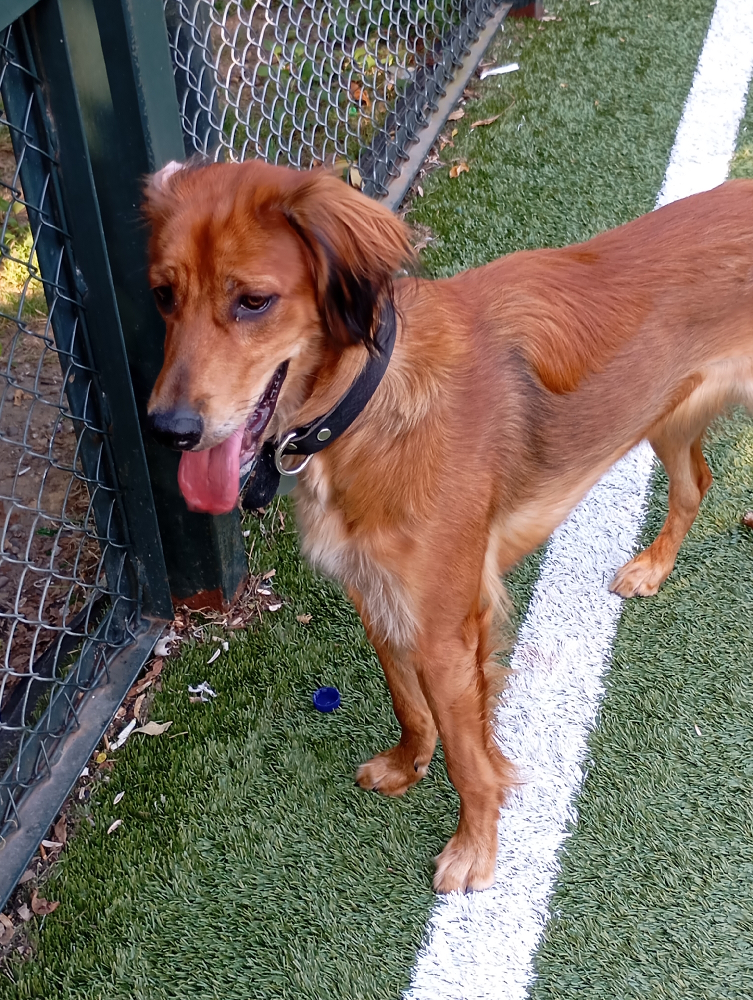 A medium-sized, long-haired, light brown dog with a black collar is standing on artificial turf next to a green metal fence. The dog is panting with its tongue out and its mouth open. The artificial turf has a white line marking running diagonally across it. There are some fallen leaves and debris on the ground near the fence. A small blue object, possibly a bottle cap, is visible on the turf to the left of the dog. The background shows a chain-link fence. This scene could be in an outdoor recreational area or park in the city of Batumi, Georgia.