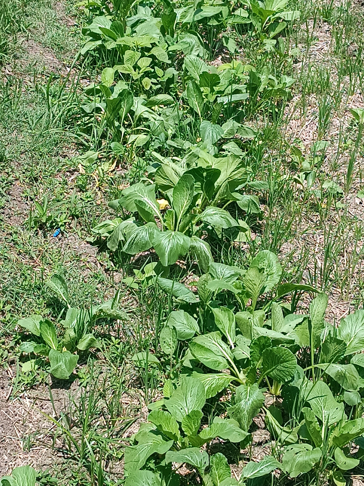 The image depicts a lush, green garden with rows of leafy vegetables, likely bok choy or a similar brassica, growing in rich soil. The plants are vibrant and healthy, with large, glossy leaves. Interspersed with the cultivated plants are patches of wild grass and weeds, indicating a natural and perhaps slightly untended aspect to the garden. The ground appears to be covered in a mix of soil and some organic mulch, possibly straw or dried leaves. Sunlight casts dappled shadows across the scene, suggesting it is daytime. The overall impression is one of a thriving agricultural environment.
While the specific location within Tabanan, Indonesia, cannot be definitively determined from the image alone, the style of cultivation and the presence of such leafy greens are common in the agricultural landscapes of Bali, including the Tabanan region, which is known for its rice paddies and diverse farming practices. The image likely captures a small plot within a larger farming area or a home garden in a rural or semi-rural setting in Tabanan. There are no people or animals visible in the frame, and no specific actions or interactions are depicted. The focus is entirely on the plants and the soil.