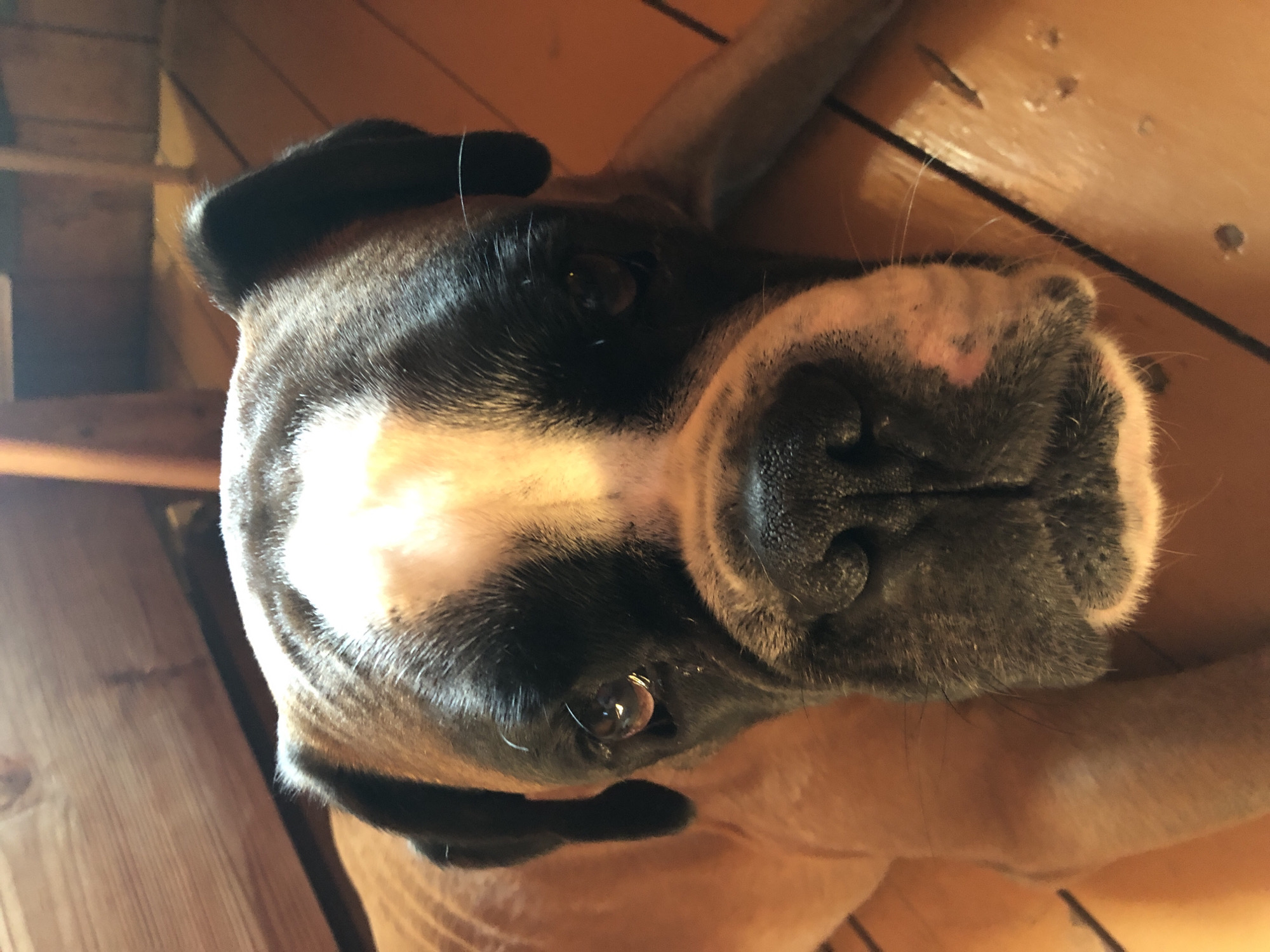 A boxer dog is lying on a wooden floor. The dog is looking directly at the camera with its head slightly tilted. The dog has tan fur with black markings around its eyes and ears, and a white blaze on its forehead. The background consists of a wooden wall and floor. The image appears to have been taken indoors.