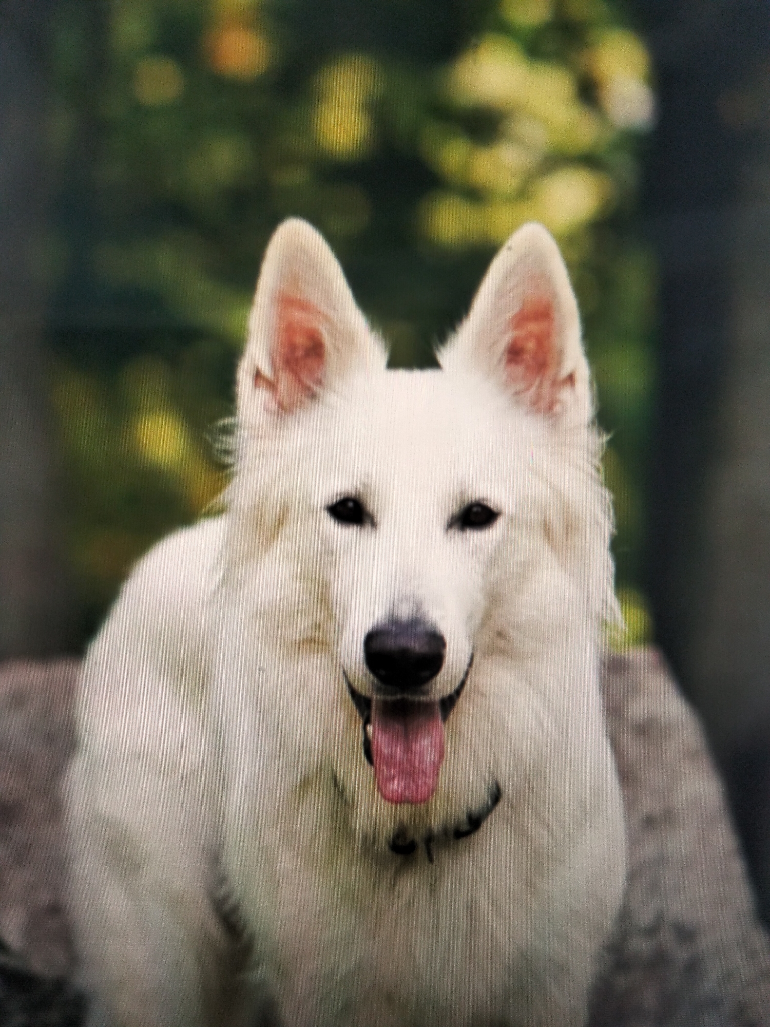 The image shows a close-up, head-on shot of a white German Shepherd dog outdoors. The dog has erect ears, dark eyes, and its tongue is hanging out. It appears to be wearing a dark collar. The background is blurred and consists of green foliage with some yellow and orange highlights, suggesting a natural setting, possibly a park or forest. The lighting appears to be natural daylight. There is no indication of the dog's location within the city of Payagaboh, Indonesia.