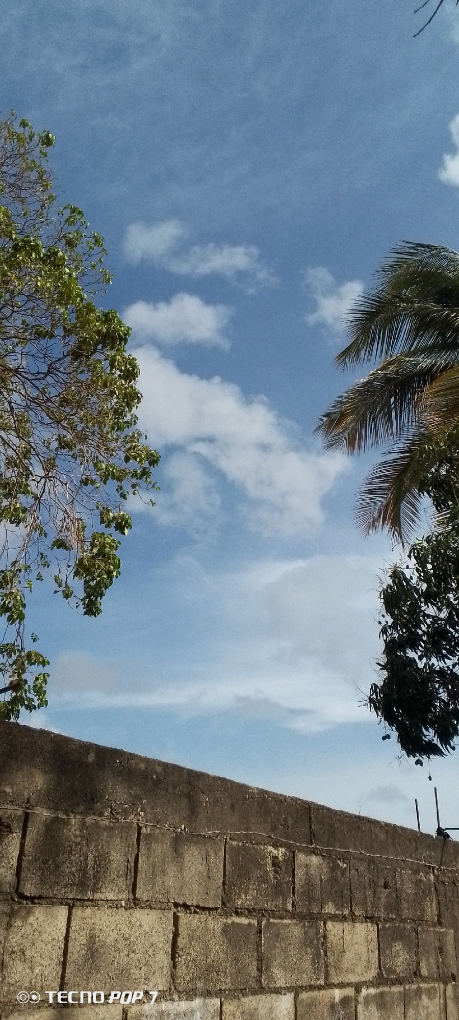 The image shows a section of what appears to be a concrete block wall in the foreground, partially obscured by the camera's angle. Above the wall, the sky is visible, displaying a mix of blue and white clouds. Vegetation frames the sky; to the left, tree branches with green leaves are seen, and to the right, palm fronds and other dark green foliage. In the bottom left corner, the watermark "TECNO POP 7" is visible. The location of Altagracia, Venezuela, is unknown.