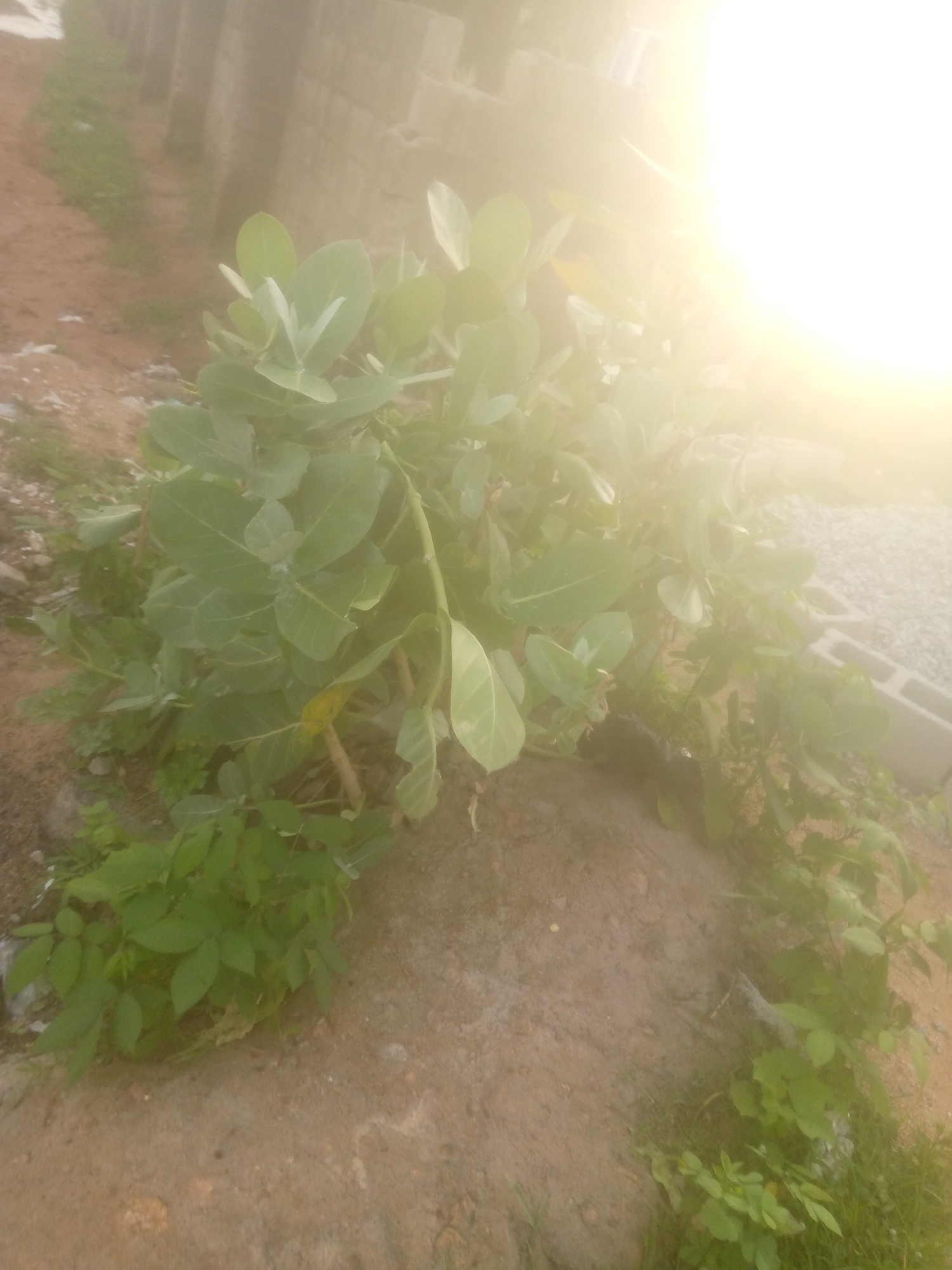 The image depicts an outdoor scene in Jalingo, Nigeria, featuring a large, leafy green plant with broad leaves dominating the foreground. The plant appears to be growing from a mound of earth. In the background, there is a wall constructed of concrete blocks, and to the right, a stack of similar blocks can be seen. The sky is bright and overcast, with a strong glare suggesting intense sunlight, possibly making the scene appear washed out. The ground is a mixture of dirt and some scattered debris. There are no people or animals visible in the image, and no discernible activity is taking place. The environment suggests a partly constructed or undeveloped area.