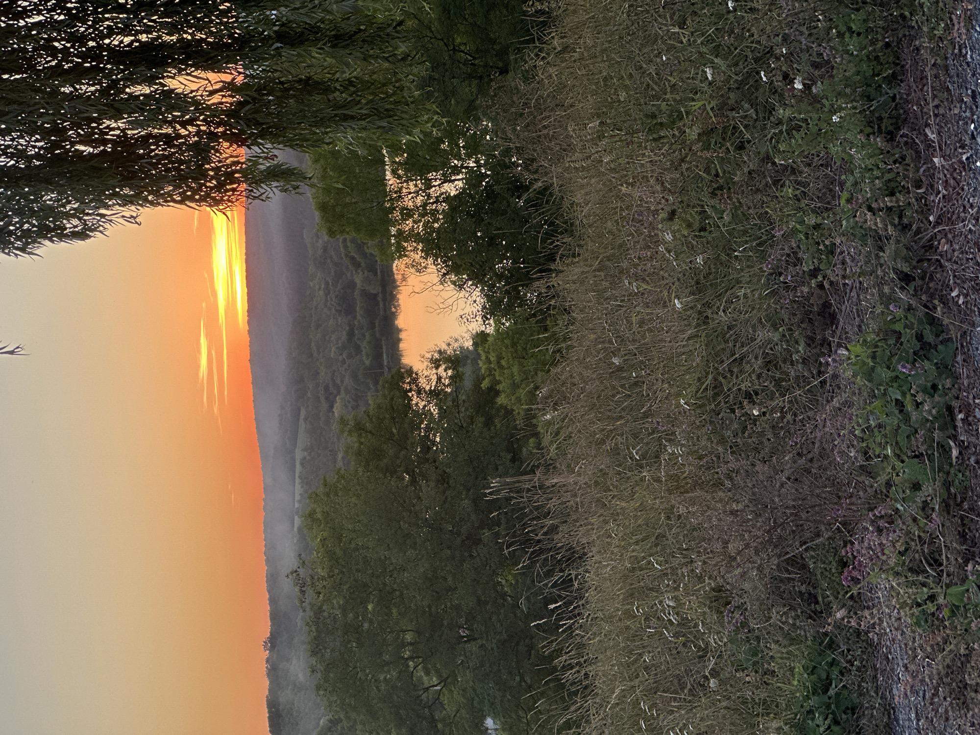 This is a photograph taken at dusk in Makiv, Ukraine. The scene is dominated by a sunset casting an orange glow across the sky and reflecting on a body of water in the middle ground. Rolling hills covered in dense forest are visible in the distance, with a hint of mist or haze obscuring the furthest reaches. In the foreground, tall, dry grasses and wildflowers create a natural, untamed border. A weeping willow tree hangs over the right side of the frame, its long, slender leaves obscuring a portion of the sunset. The overall atmosphere is serene and natural, with no people or man-made structures immediately apparent.