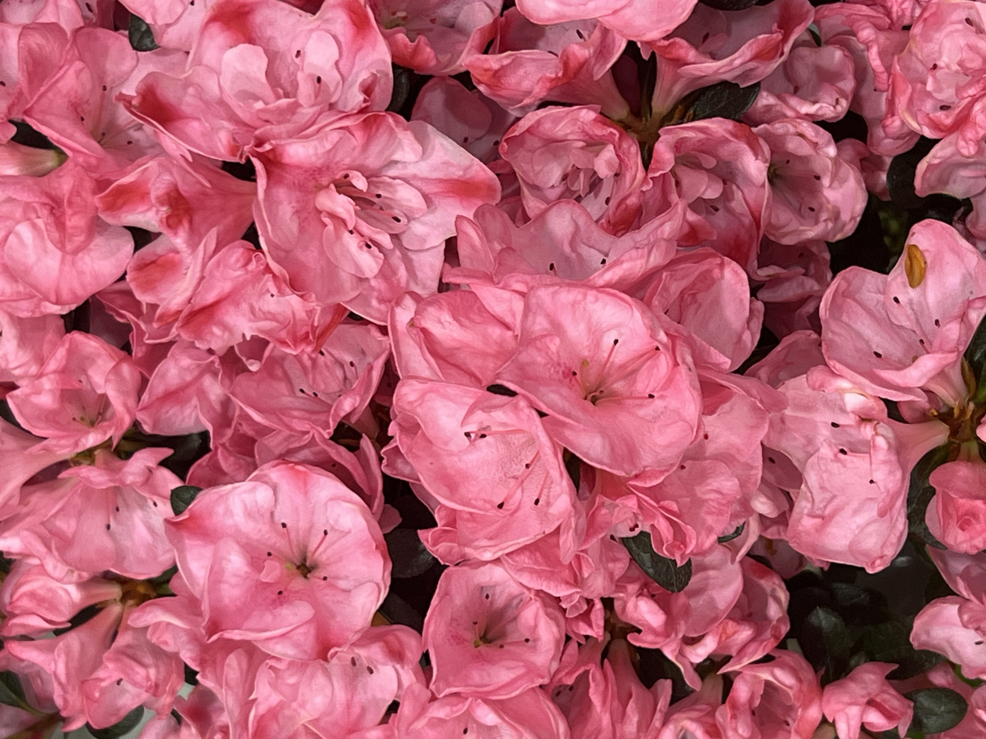 The image is a close-up, overhead shot of a cluster of bright pink azalea flowers, filling the entire frame. The petals are delicate and have a slightly ruffled texture, with some areas appearing more translucent than others. The centers of the flowers reveal dark stamen, and some petals show subtle variations in pink hue, with hints of white or darker pink towards the edges. Dark green leaves are visible peeking through the dense arrangement of blossoms. The lighting is soft, highlighting the textures and colors of the flowers without harsh shadows. The overall impression is one of abundant floral beauty. There are no people or man-made structures visible in the image.