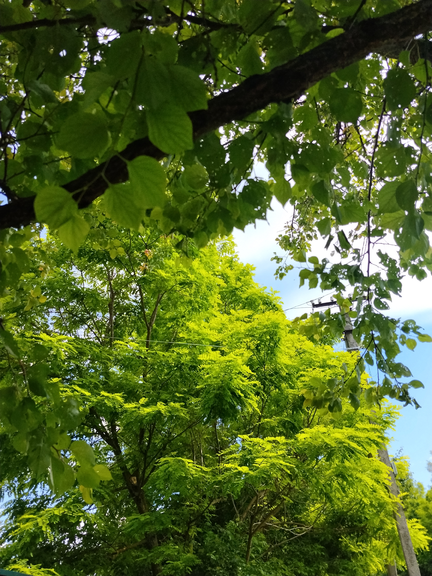 This image captures a close-up view of lush green foliage from the perspective of looking up through tree branches. In the foreground, large, dark brown branches are visible, draped with lighter green leaves, some of which show small perforations. The mid-ground and background are dominated by a dense canopy of vibrant, bright green leaves, suggesting sunlight is filtering through. In the upper right quadrant of the image, a power pole with visible wires and insulators stands against a clear blue sky. The overall scene evokes a sense of being under a tree on a bright, possibly sunny day. The location is identified as Dibrivka, Ukraine.