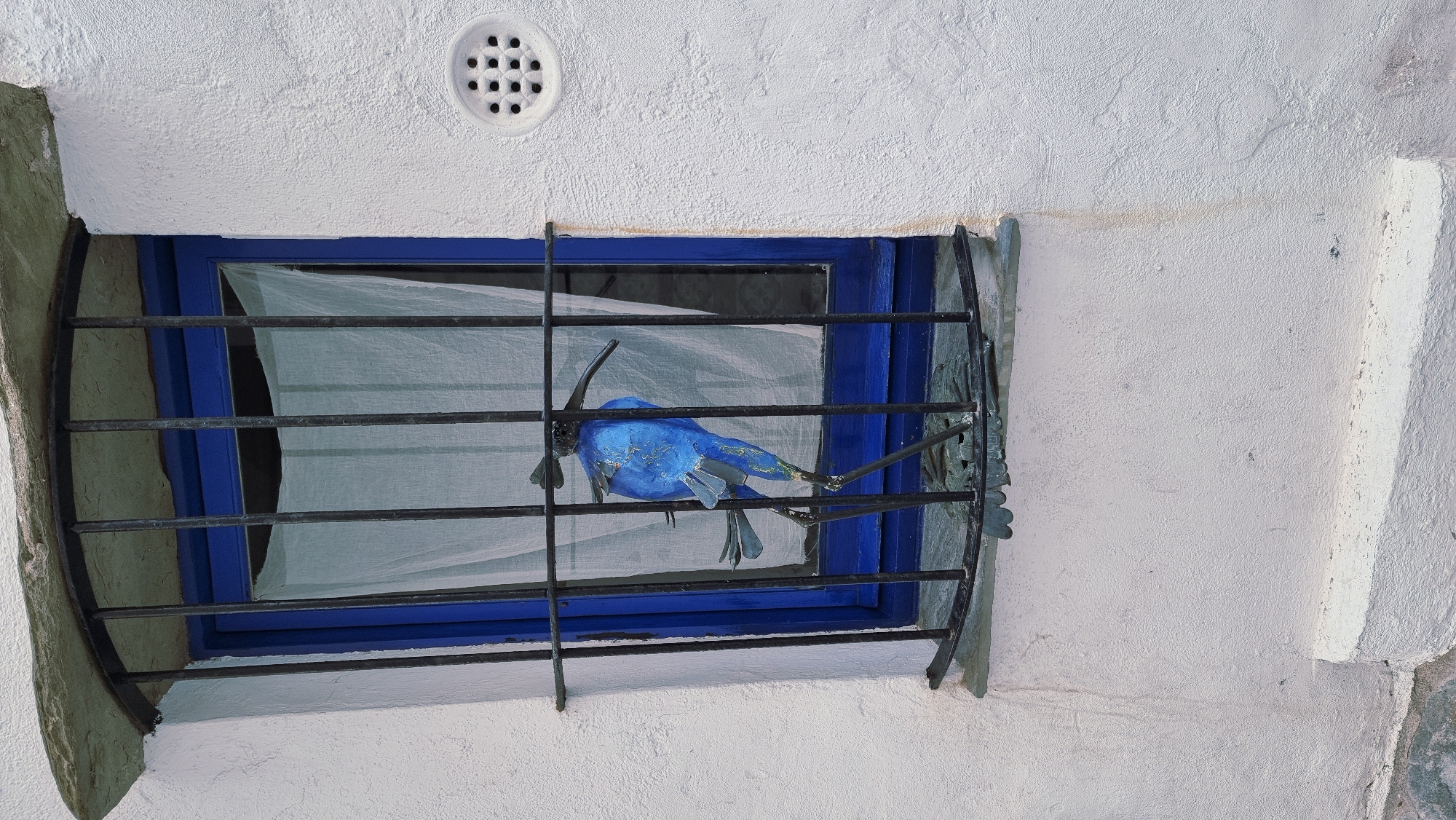 The media file shows a close-up, eye-level view of a brightly painted blue bird sculpture attached to the bars of a window. The bird is positioned horizontally, facing left, with its wings slightly spread and its tail feathers trailing. It appears to be made of metal and has a slightly distressed or weathered appearance.
The window itself has a bright blue frame and is partially covered by a sheer, white curtain. The window is secured by dark, wrought-iron bars arranged horizontally and vertically. These bars are decorative, with the bottom set featuring a more intricate, leafy design.
The window is set into a textured, white stucco wall. Above the window, a circular ventilation grate with a grid pattern is visible. The wall has some slight discoloration and texture variations. To the left of the window, the wall curves around and appears to be made of a rougher, greenish-gray material, possibly stone. The lighting suggests it is daytime, with the sun casting subtle shadows.
The scene is likely outdoors, given the stucco construction and the presence of a ventilation grate, common in many residential buildings. The setting is reminiscent of Mediterranean architecture. The overall impression is a charming, slightly whimsical detail found on a building. There is no visible text in the image.