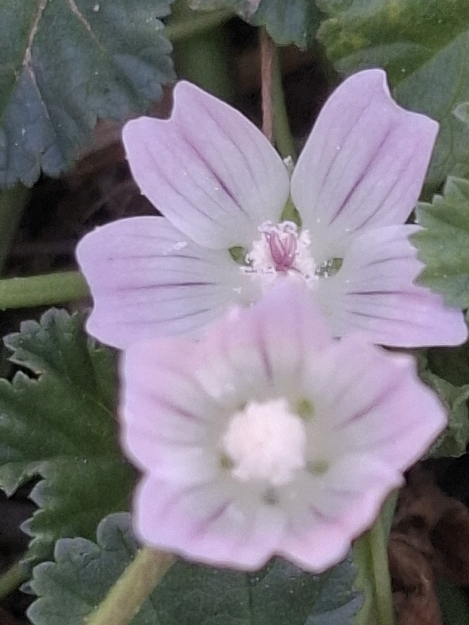 The image shows two pink mallow flowers in close-up, with green leaves and dark soil in the background. The flowers are the primary subjects. The top flower is partially obscured by the flower below it. The petals of both flowers are delicate and have faint purple veins. The center of the top flower has a visible pistil and stamens, while the center of the bottom flower is a fluffy white mass. The leaves are lobed and serrated. There are no people, animals, or man-made objects visible in the image. The scene appears to be in a natural outdoor setting, likely a garden or a park. The location is specified as Almaty, Kazakhstan, suggesting this is a botanical or natural scene within that city.