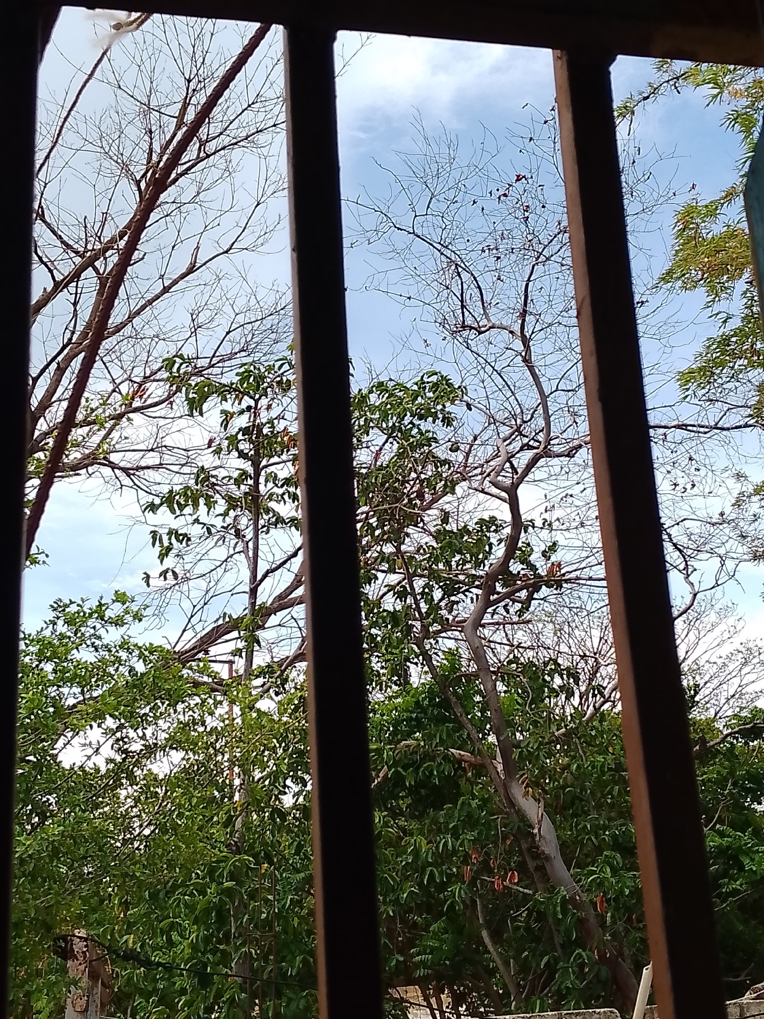 The image captures a view through a set of dark, vertical bars, likely a window grill, looking out at a sky with scattered clouds and trees. The trees appear to be a mix of deciduous with bare branches and others with lush green foliage. In the mid-ground, a tree with bare branches has some reddish-brown remnants clinging to it, possibly dried leaves or fruit. The overall scene suggests an outdoor environment, possibly a residential area given the presence of a window grill. The specific location in Santa Ana, Venezuela, is not visually apparent from the image itself, as there are no identifying landmarks or signs. The lighting indicates it is daytime.