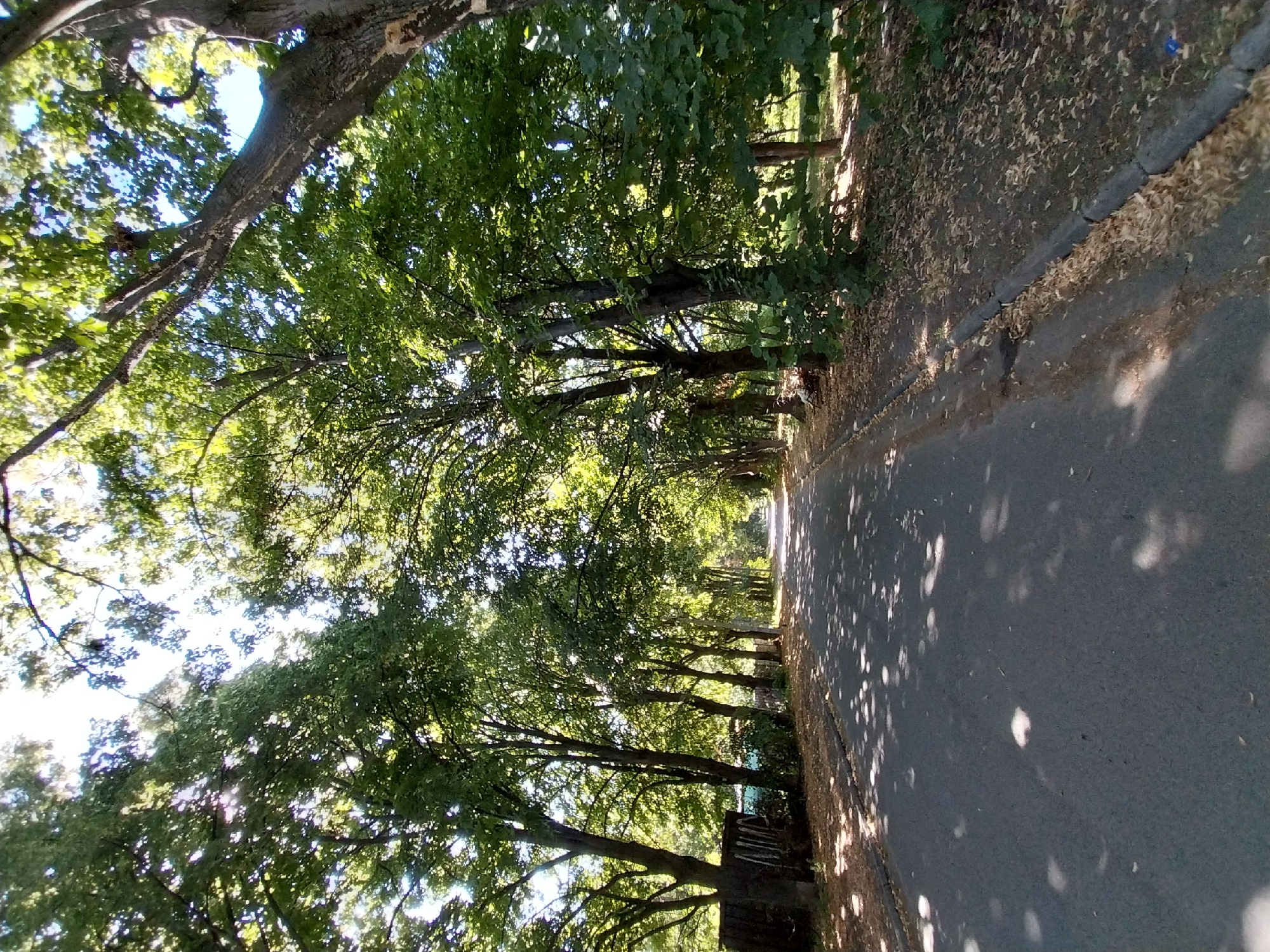 The image shows a paved road lined with mature trees casting dappled shadows on the asphalt. The road appears to be in a park or a tree-lined avenue in the village of Doslidne, Ukraine. The trees are full of green leaves, indicating it is likely summer or late spring. On the left side of the road, there is a low wooden structure, possibly a fence or a shed, and some dry leaves are scattered on the ground. The right side of the road has a curb and a grassy area with more scattered dry leaves. The sky is visible through the canopy of the trees, appearing bright and possibly hazy. There are no people or vehicles visible in the scene. The overall impression is a quiet, shaded pathway within a green urban or suburban area.