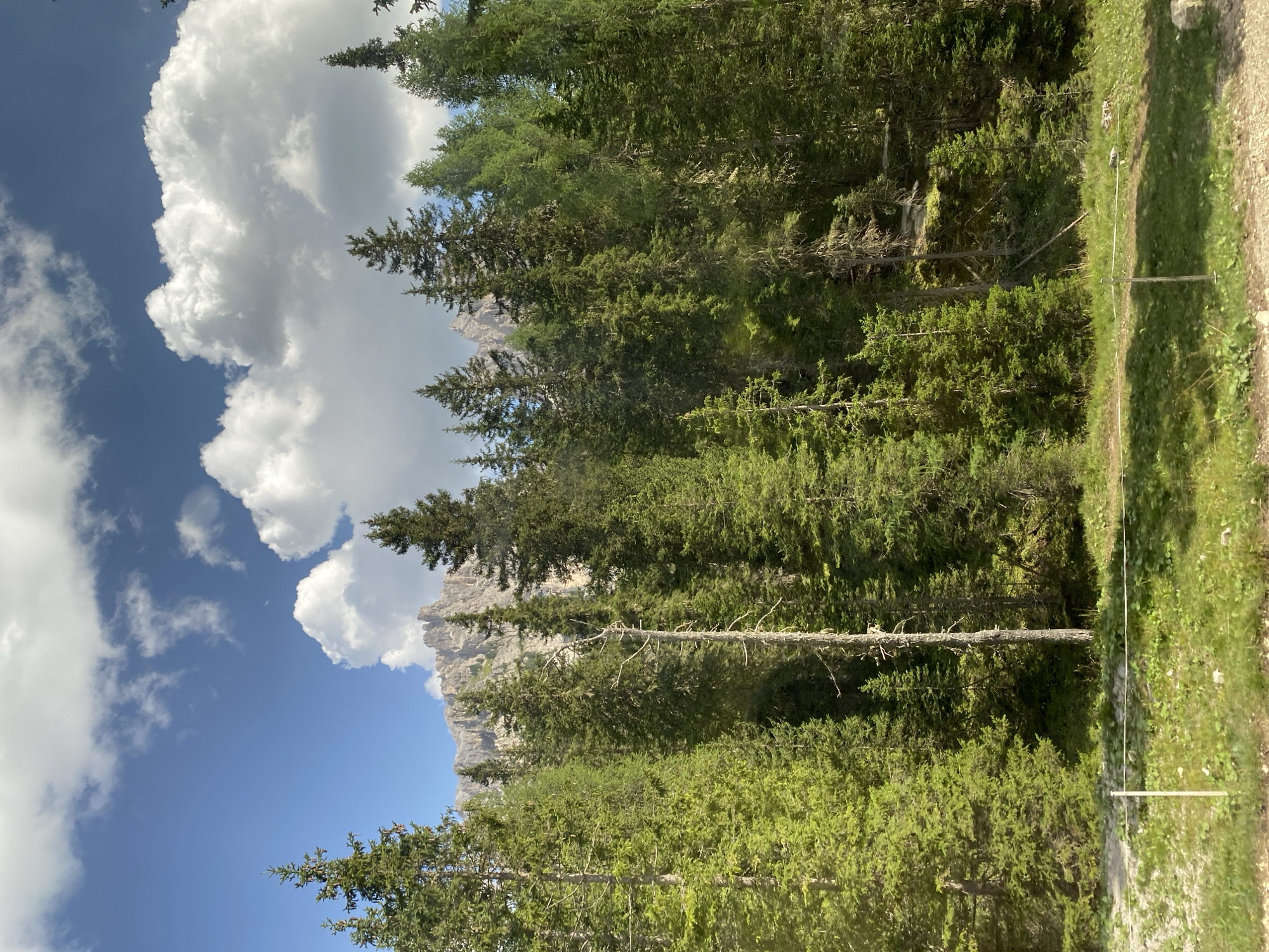 The image depicts a dense forest of coniferous trees, predominantly fir and possibly larch, with their vibrant green needles forming a lush canopy. The trees vary in height and age, with some appearing younger and more slender, while others are mature and robust. A prominent dead tree, with a stark white, weathered trunk and bare branches, stands out amidst the living forest, adding a touch of ruggedness to the scene. In the background, a jagged mountain range with rocky peaks pierces the bright blue sky, its imposing form partially obscured by the dense treeline. The sky is dotted with fluffy white cumulus clouds, casting soft shadows and creating a dynamic interplay of light and shade. In the foreground, a grassy area borders a dirt path, and a thin white rope fence with white posts runs horizontally across the frame, suggesting a boundary or a trail marker. The overall impression is of a natural, untamed landscape, likely in a mountainous region. This image is captured in Auronzo di Cadore, Italy, a location renowned for its stunning alpine scenery.