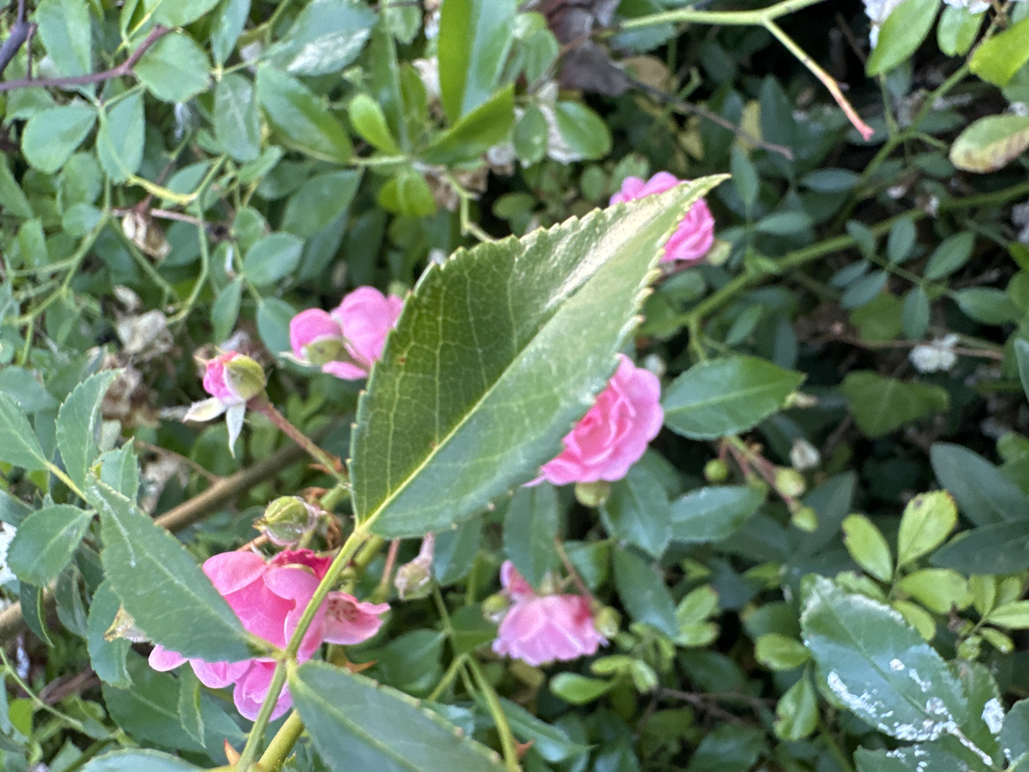 A close-up, high-angle shot captures a dense cluster of vibrant pink rose blooms and green foliage. The roses, varying in fullness from buds to open flowers, are interspersed with serrated green leaves and thorny stems. Some leaves exhibit a slight variegation or a dusting of white, possibly pollen or a natural bloom. The background is a blur of darker green leaves and branches, creating a soft focus that emphasizes the sharpness of the foreground flowers and leaves. The lighting suggests an outdoor setting, possibly a garden in Krefeld, Germany, with the sunlight filtering through the leaves. There are no people or animals visible in the image.