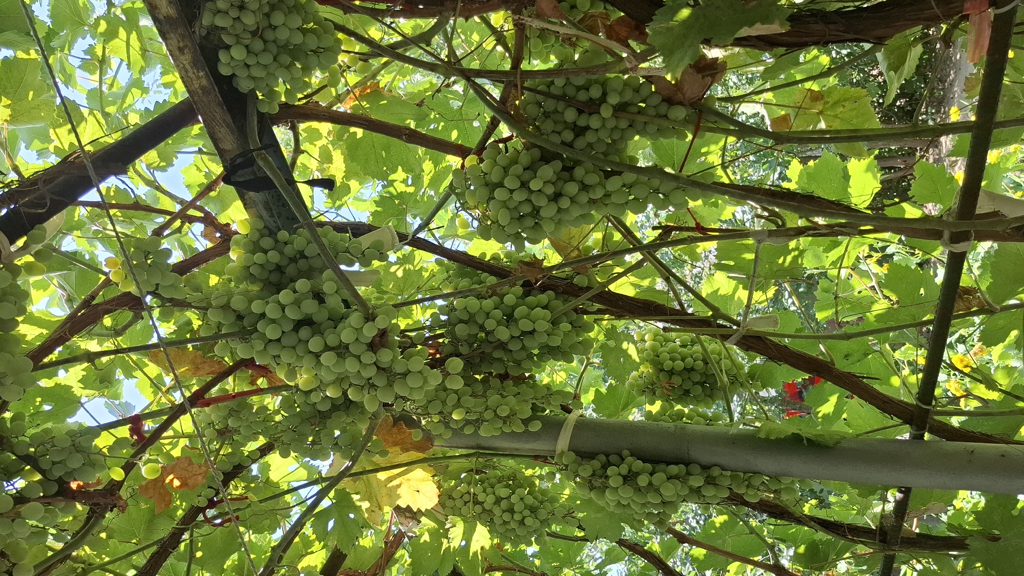 A low-angle outdoor shot captures an abundance of green grapes hanging from vines. The grapes are clustered together, creating a lush canopy. Sunlight filters through the leaves and fruit, casting dappled shadows and highlighting the vibrant green hues. The scene appears to be a vineyard or garden in the city of Shubarssu, Kazakhstan, with a rustic wooden trellis supporting the weight of the fruiting vines. The overall impression is one of natural abundance and the bounty of the harvest season.