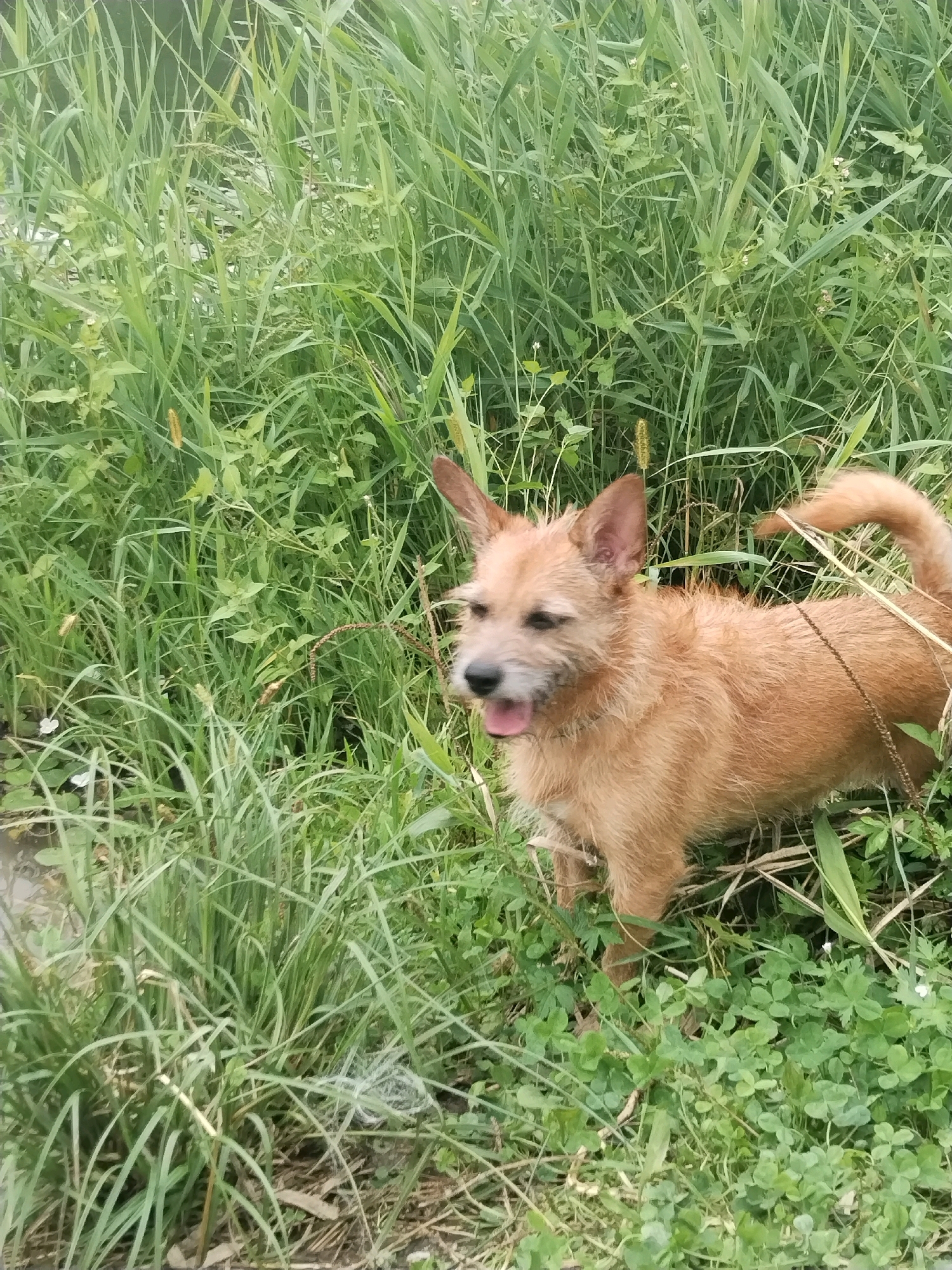 A medium shot captures a small, tan, terrier-mix dog standing in tall green grass and clover. The dog is facing left, with its mouth open and tongue slightly out. Its tail is curled up over its back. The environment appears to be a natural, unmanicured area, possibly a field or the edge of a body of water, given the presence of reeds and a damp appearance in the background. The lighting suggests an overcast day. There are no other subjects or objects visible in the frame. The image does not contain information that would suggest a specific location within Ussurijsk, Russia.