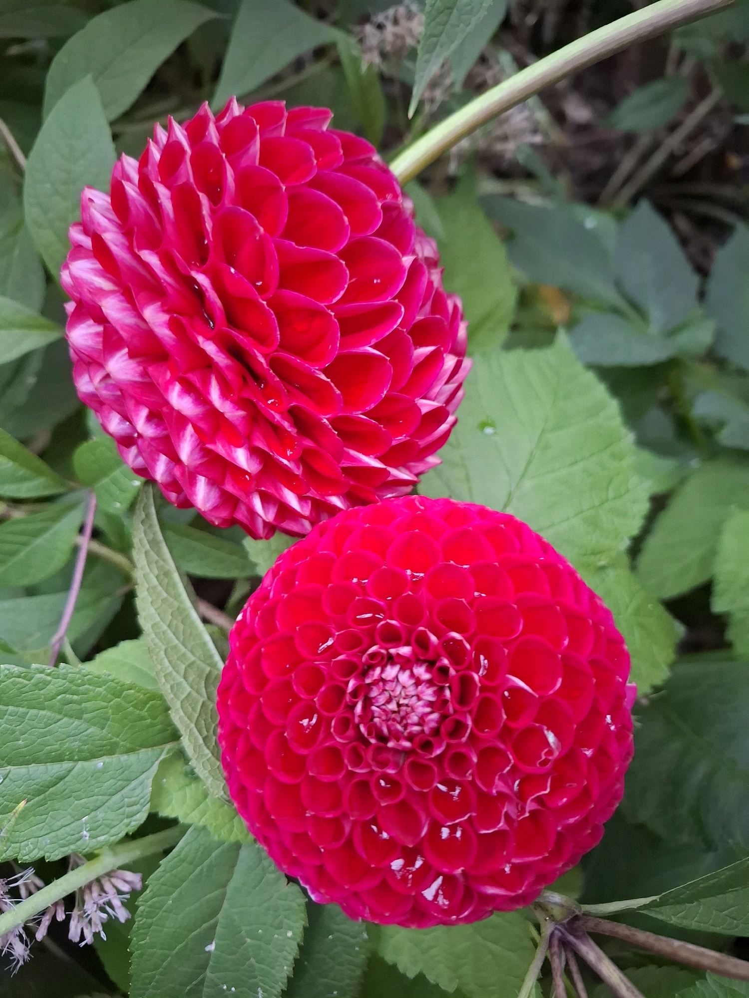 The image shows two vibrant, spherical red dahlias in full bloom, surrounded by lush green foliage. The dahlias are detailed and textured, with many tightly packed petals. The one in the foreground has a perfect spherical shape, while the one slightly behind and to the left is a bit more open and shows some white at the tips of its petals. The background is filled with dark green leaves, creating a natural, outdoor setting. The overall impression is of a healthy, well-maintained garden. The image does not depict any specific location in the city of Tyumen, Russia, nor does it contain any people or specific actions.