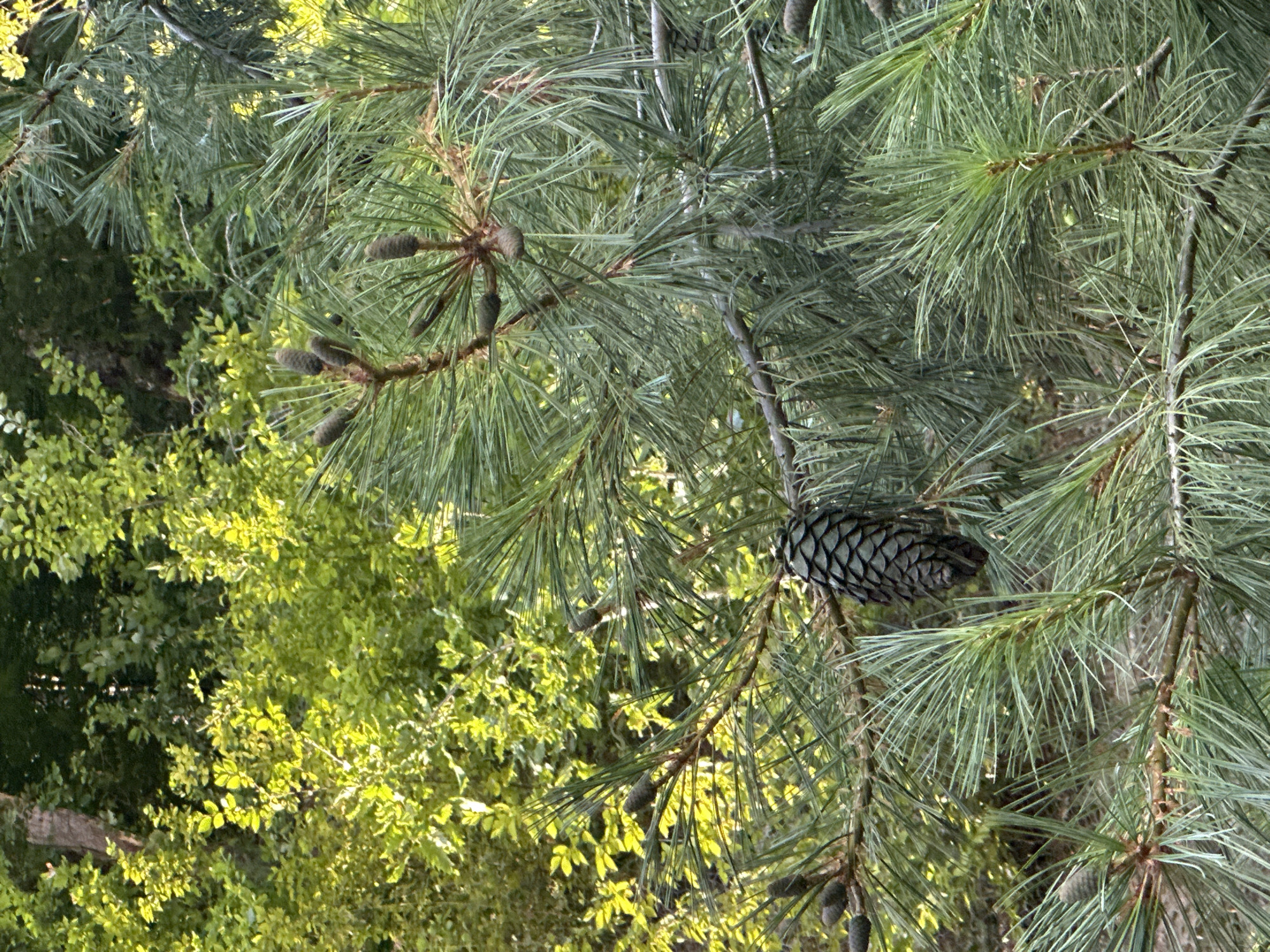 In the city of Estosadok, Russia, a close-up, eye-level shot captures a pine tree branch laden with developing pinecones and needles. The pine branch extends horizontally across the frame from the right side, its long, green needles forming a dense canopy. A mature, dark green pinecone hangs prominently from a lower branch, its scales clearly defined. Several smaller, lighter green pinecones are clustered on branches higher up and to the left, some appearing to be at an earlier stage of development.
Behind the pine tree, a dense foliage of other green trees and bushes fills the background. The lighting suggests it is daytime, with sunlight filtering through the leaves, creating a dappled effect and highlighting areas with a brighter, almost golden green hue. The overall impression is one of lush, natural greenery, likely in a park or forest setting within Estosadok. No people or animals are visible in the image, and no actions or interactions are depicted. The scene is static and focused on the botanical details of the pine tree.
