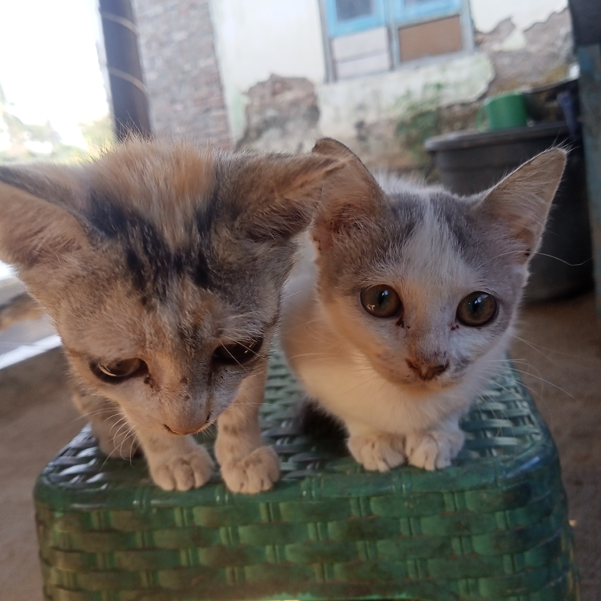 Two kittens, one tabby and one white with tabby markings, sit close together on a green woven plastic stool. The tabby kitten on the left is looking down and to the left. The white and tabby kitten on the right is looking directly at the camera. Both kittens have large, dark eyes. The background is a blurred outdoor scene with a brick wall, a window with blue trim, and some vegetation. The location is identified as Kedung Dowo, Indonesia.