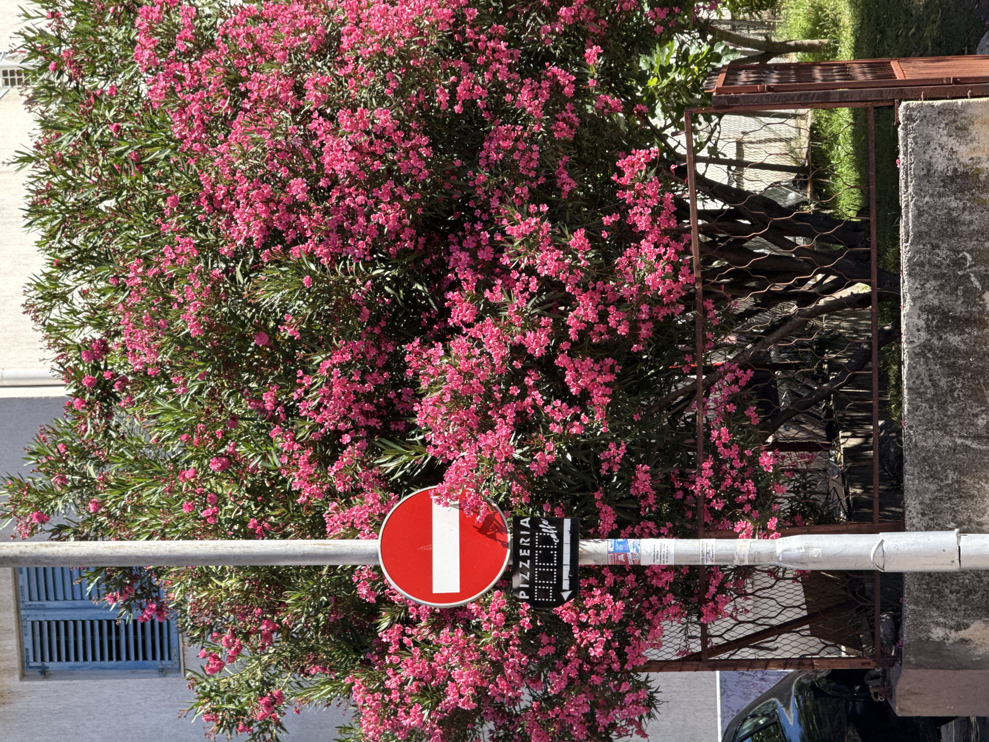A bright, sunlit outdoor scene in Budva, Montenegro, features a dense, flowering Oleander bush with vibrant pink blossoms, dominating the right side of the frame. A light grey utility pole stands in the center, adorned with two signs. The top sign is a circular red and white "Do Not Enter" traffic sign. Below it, a rectangular black sign with white lettering reads "PIZZERIA" followed by an arrow pointing left and what appears to be "0000" and "caffe". The bush grows behind a rustic, rusty metal fence. To the left of the bush and pole, a portion of a white building is visible, with a blue shuttered window. In the lower left, a dark car is partially visible, parked near a concrete curb. The overall environment suggests a street or a courtyard area within the city.